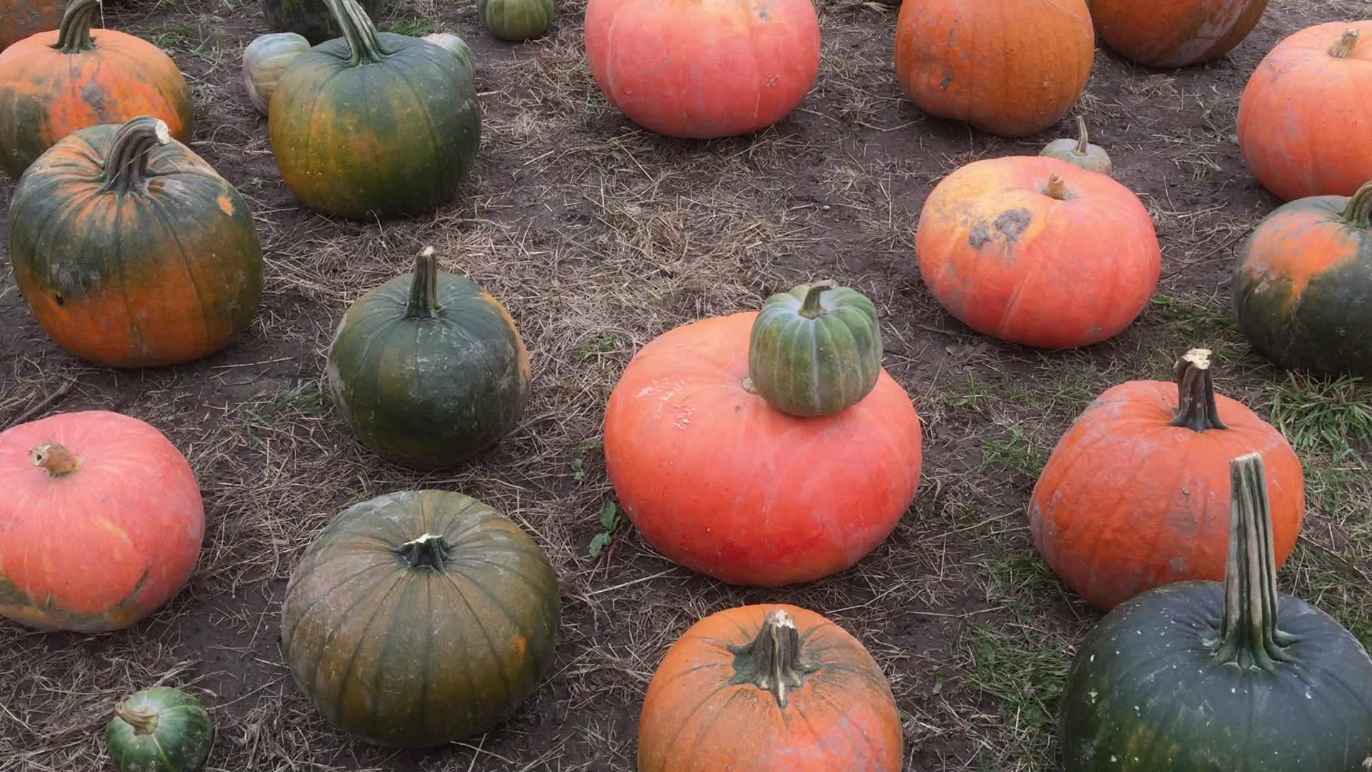 Autumn season in Canada