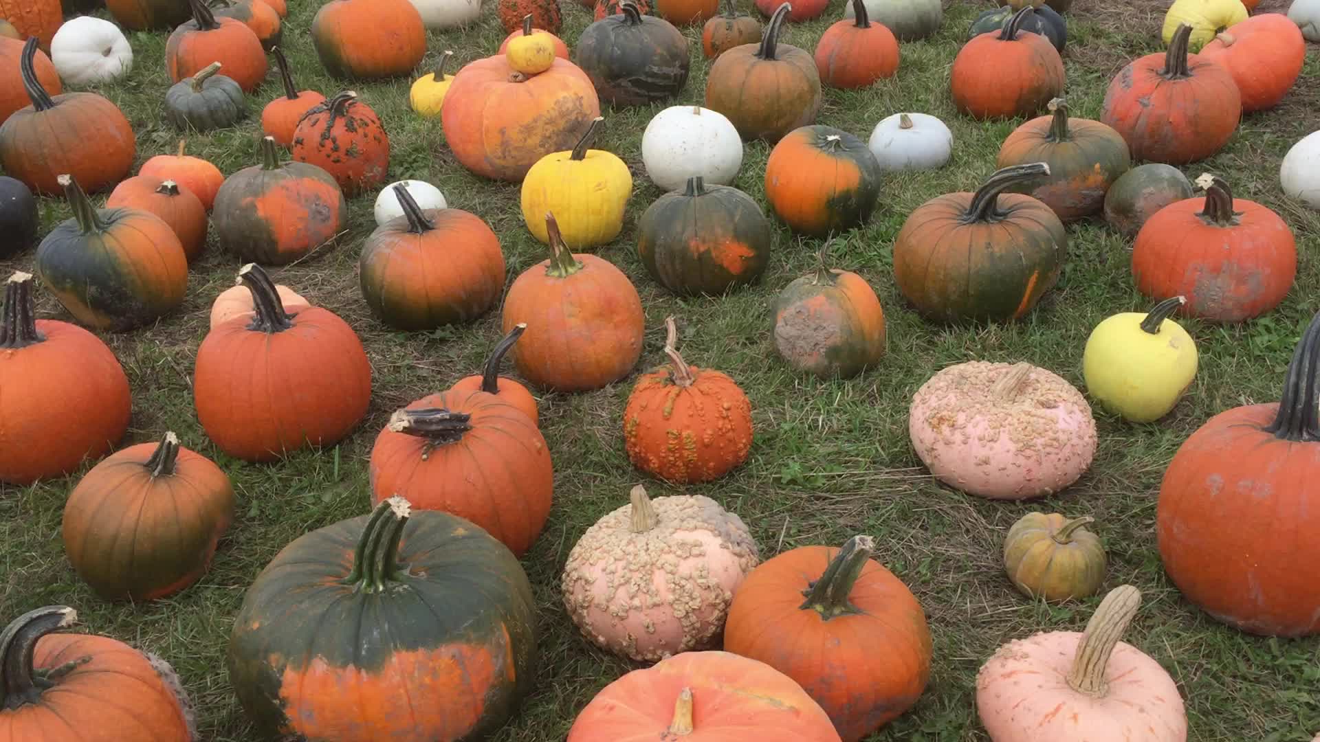 Autumn season in Canada