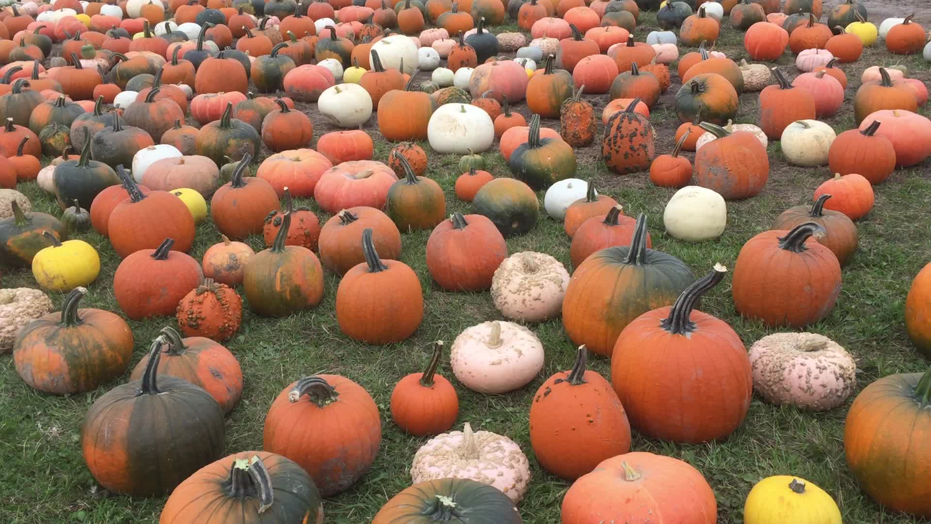 Autumn season in Canada