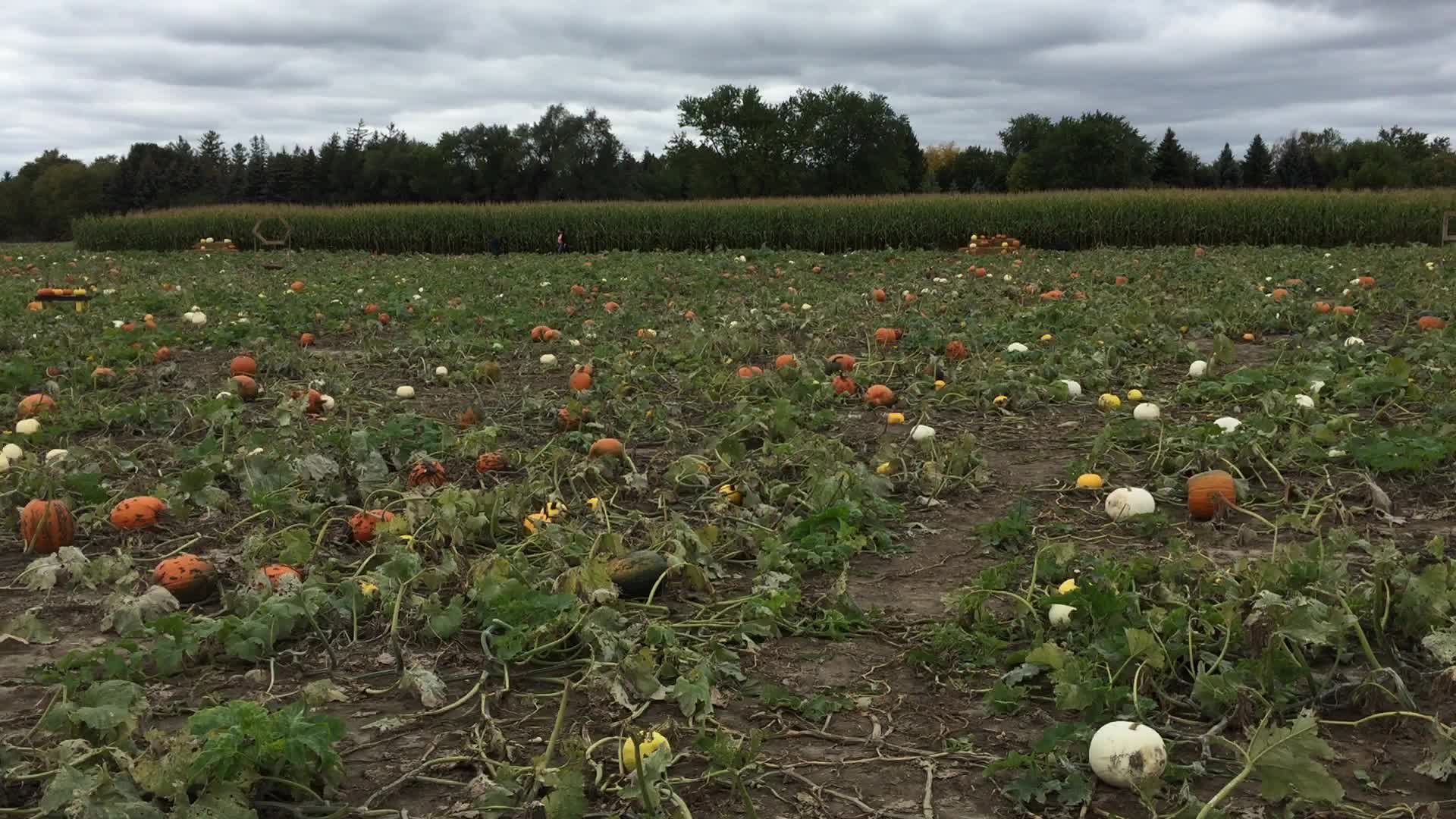 Autumn season in Canada