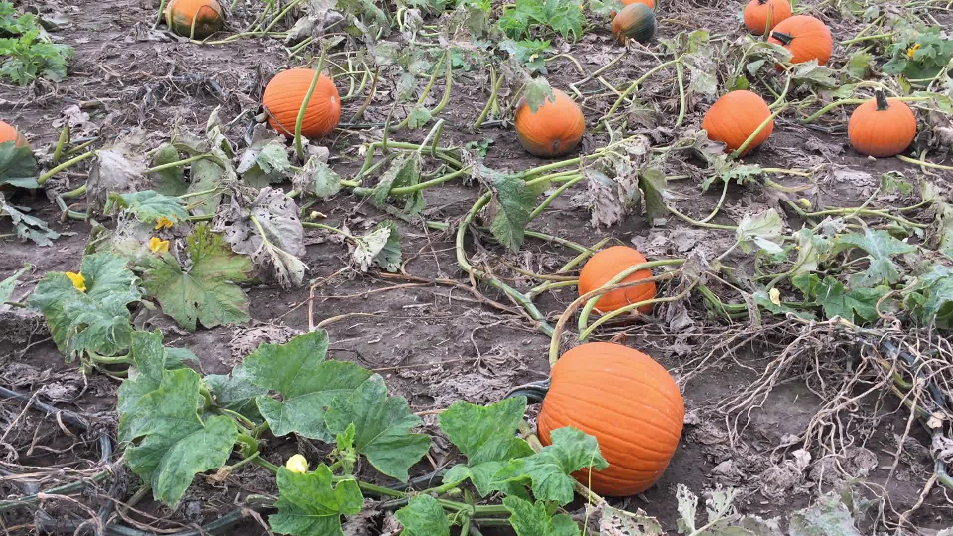 Autumn season in Canada