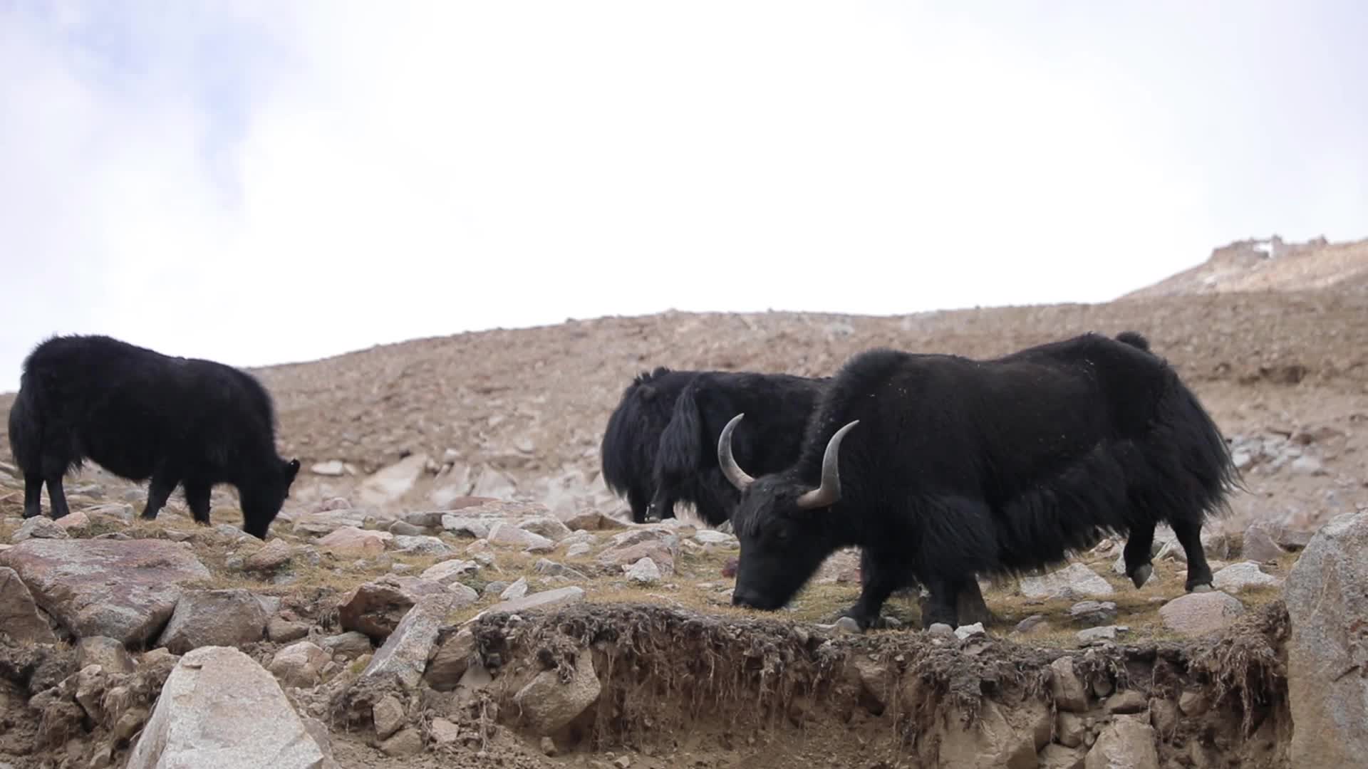 Yak in Ladakh region In India.