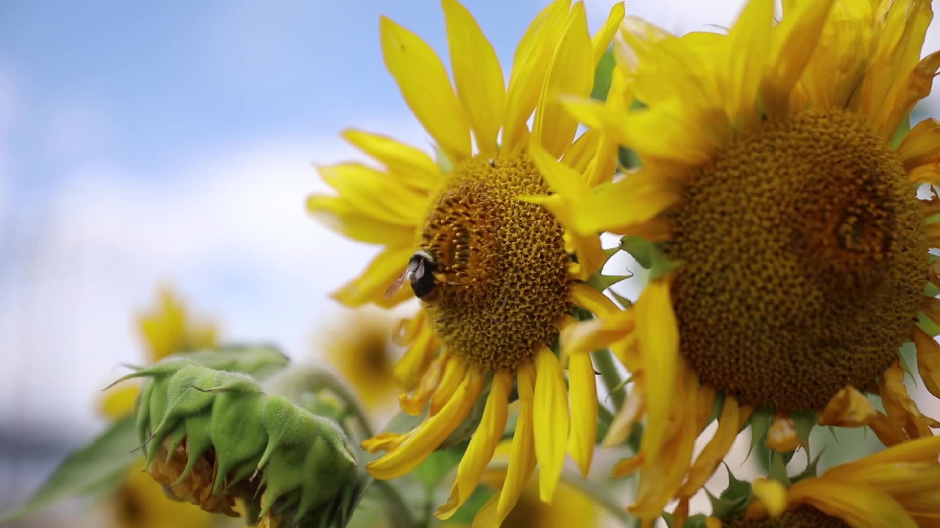 Sunflowers in Ladakh, India