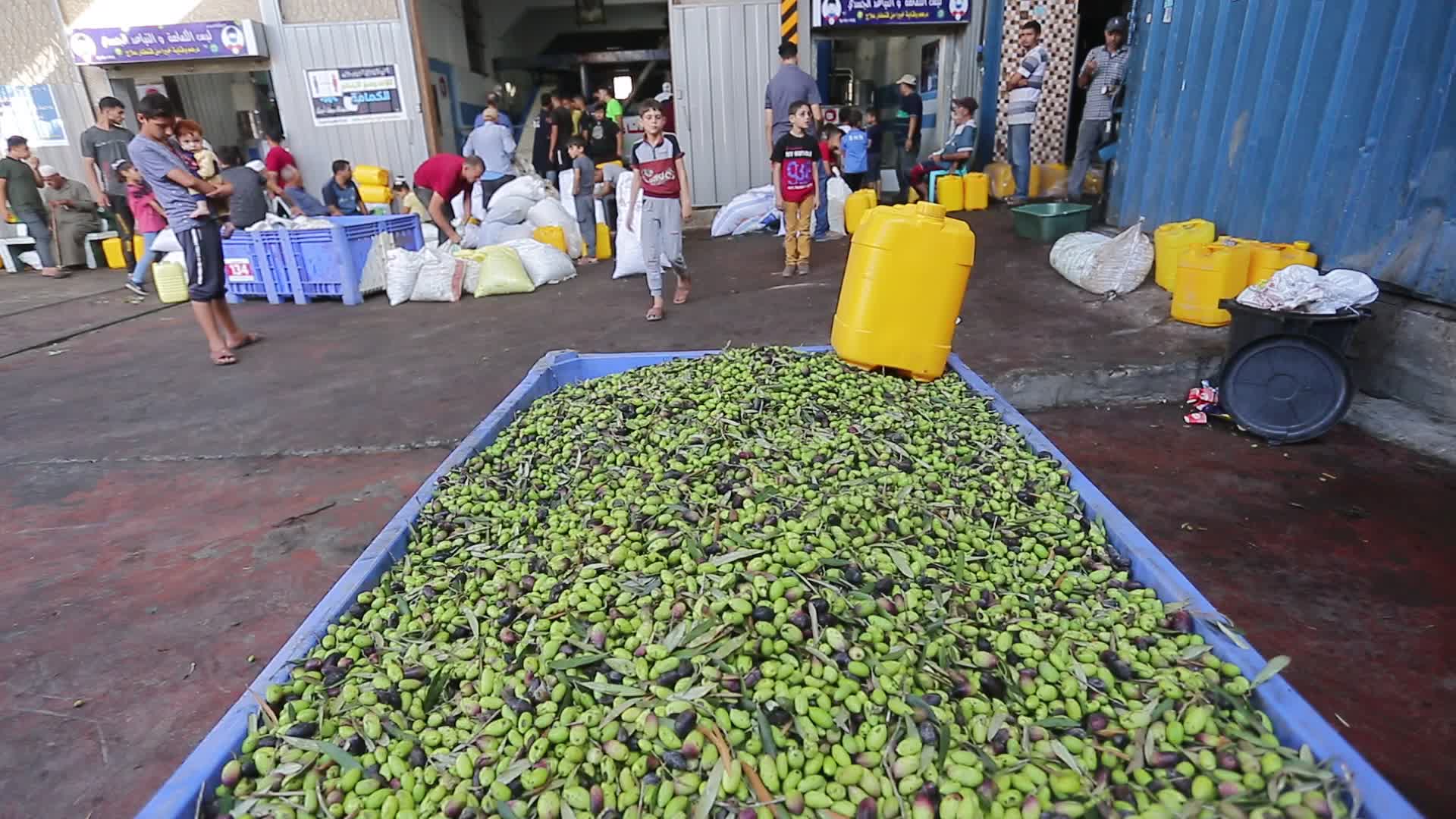 Olive harvesting in Gaza, Palestine 
