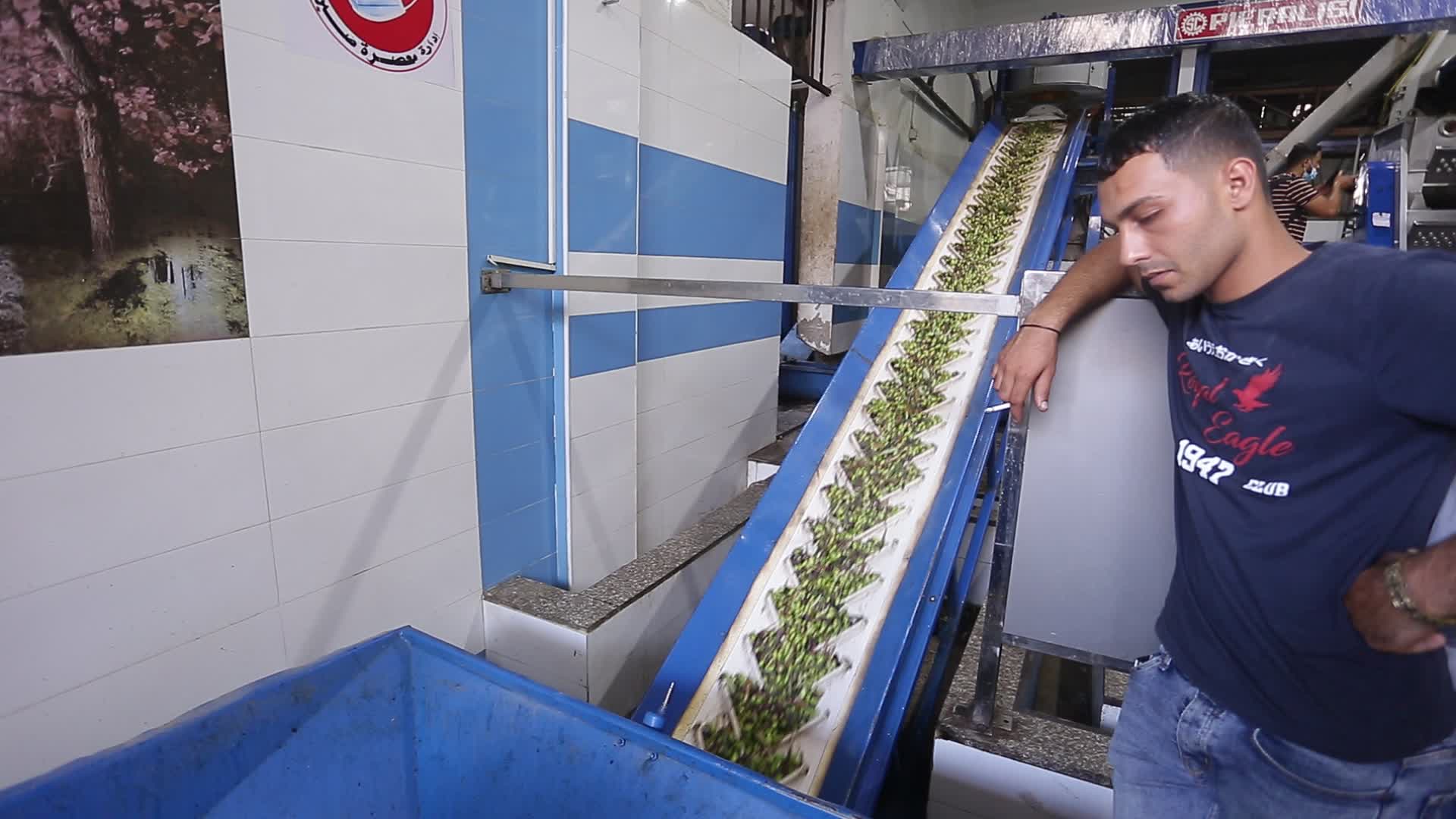 Olive harvesting in Gaza, Palestine 