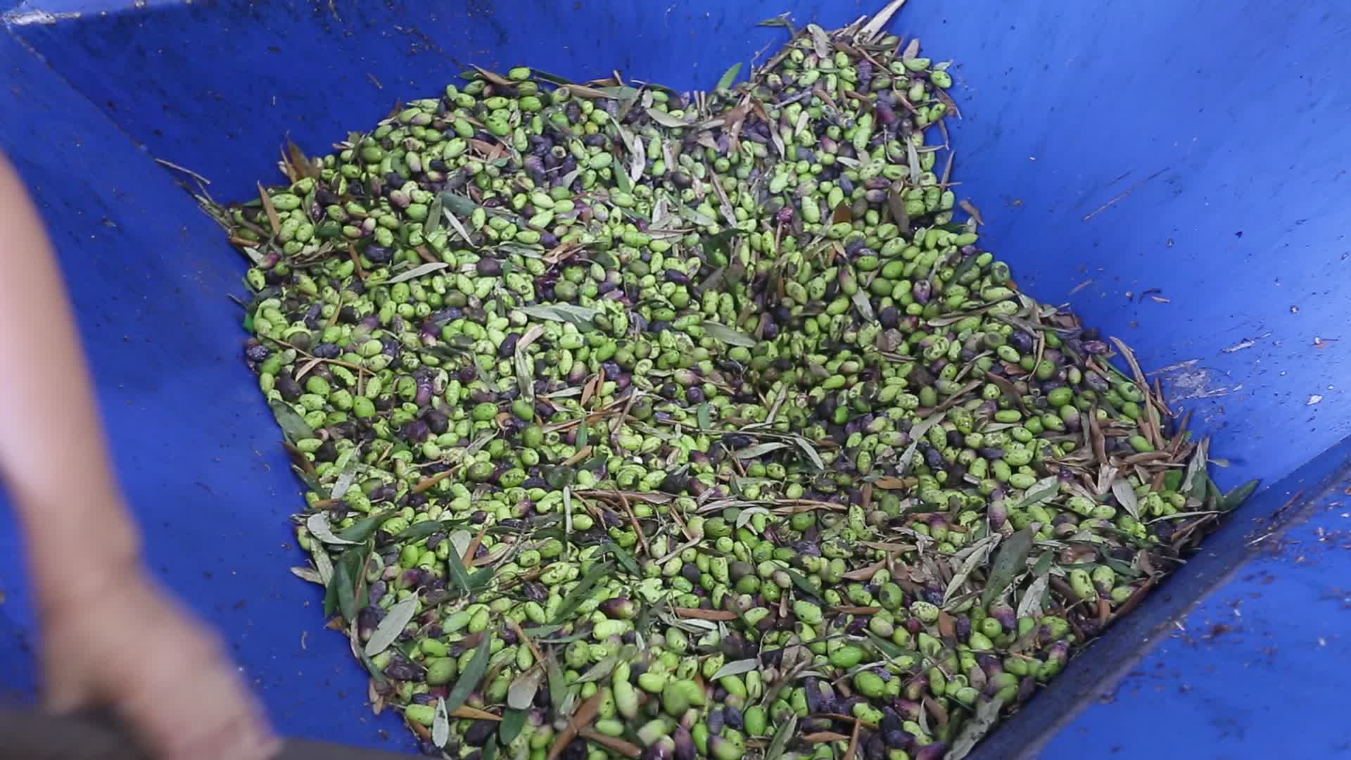 Olive harvesting in Gaza, Palestine 