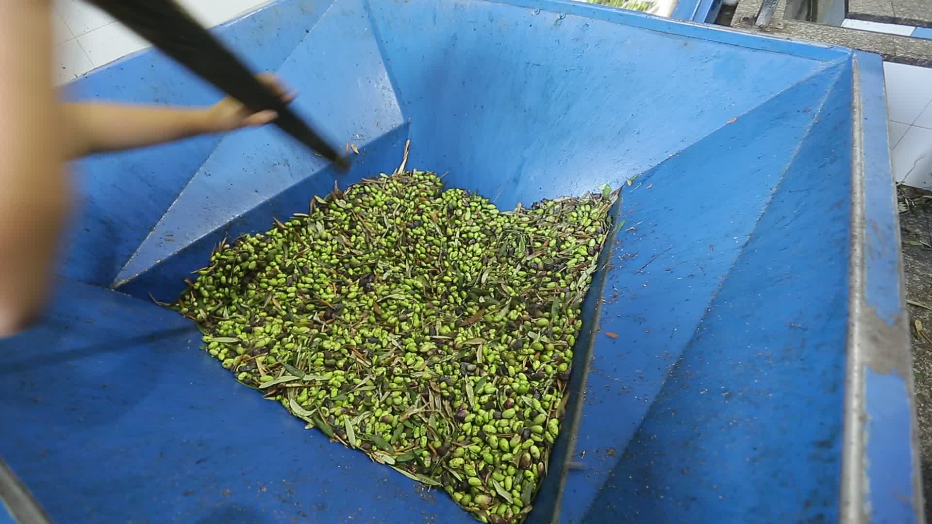 Olive harvesting in Gaza, Palestine 