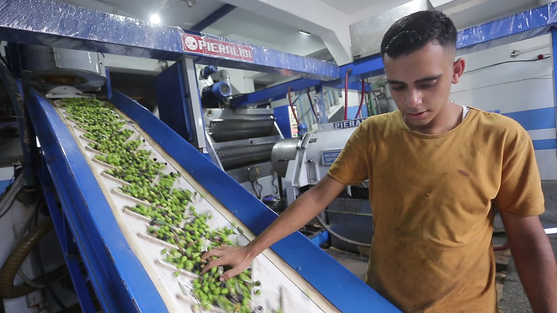 Olive harvesting in Gaza, Palestine 