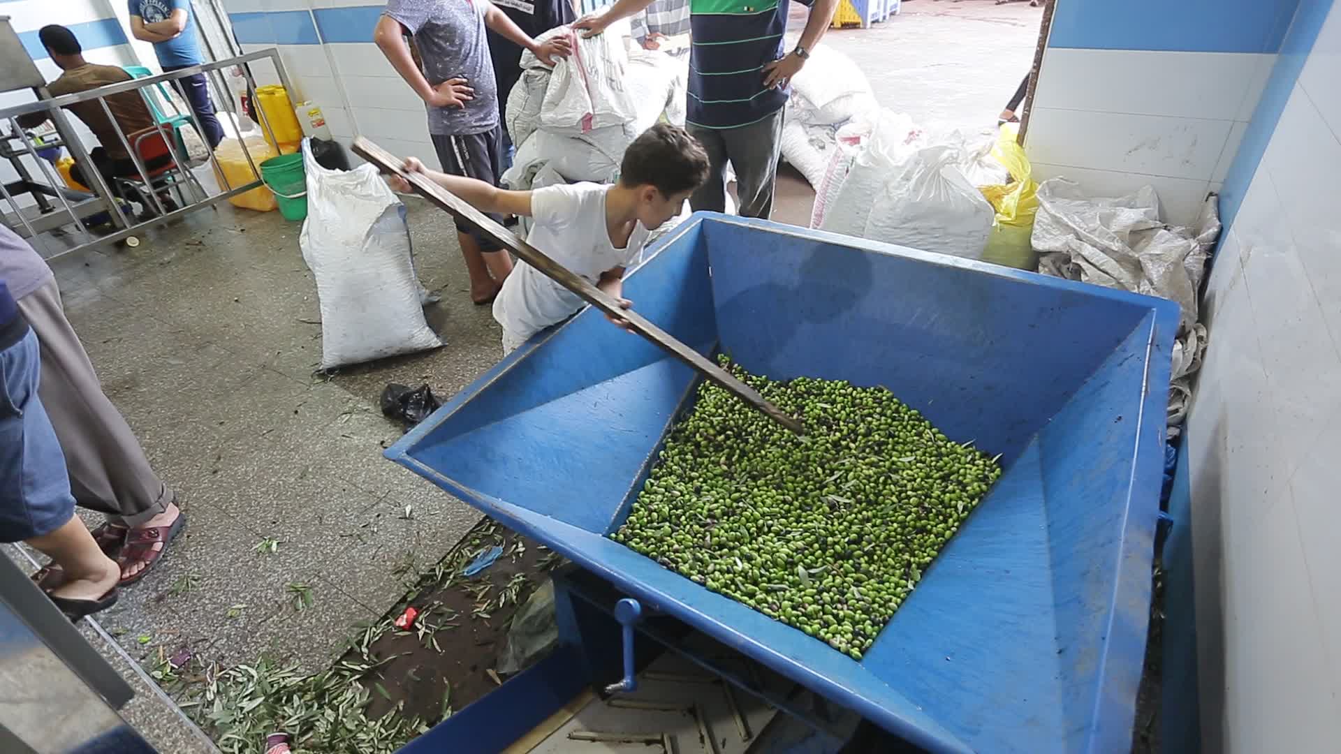 Olive harvesting in Gaza, Palestine 
