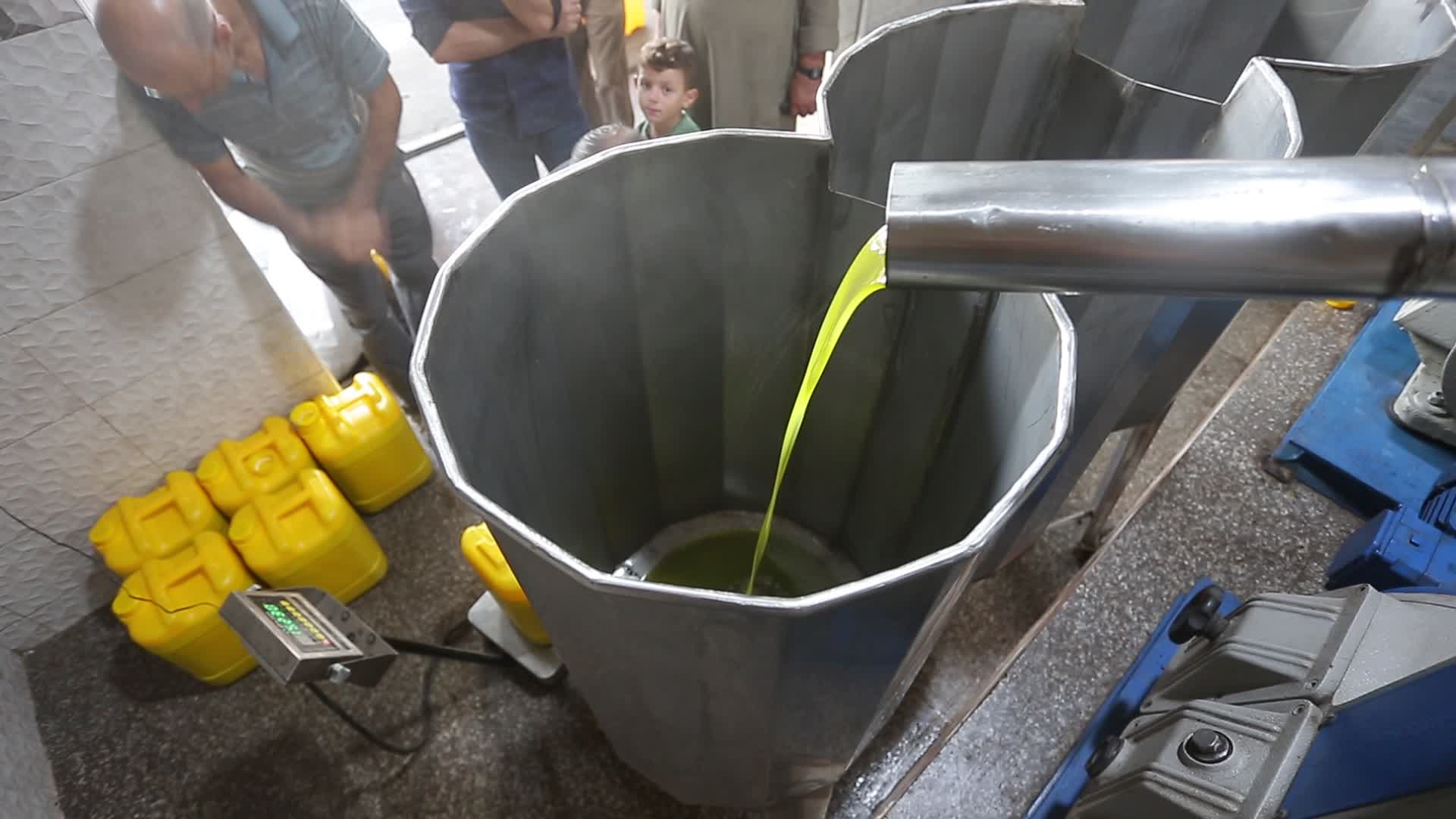 Olive harvesting in Gaza, Palestine 