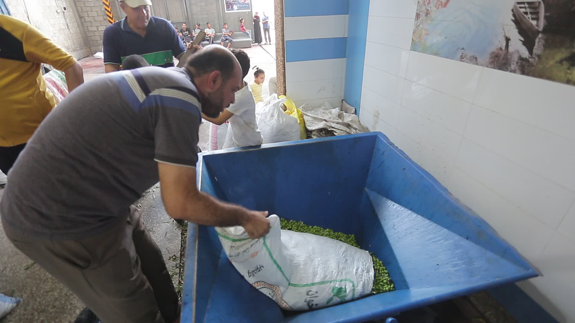Olive harvesting in Gaza, Palestine 