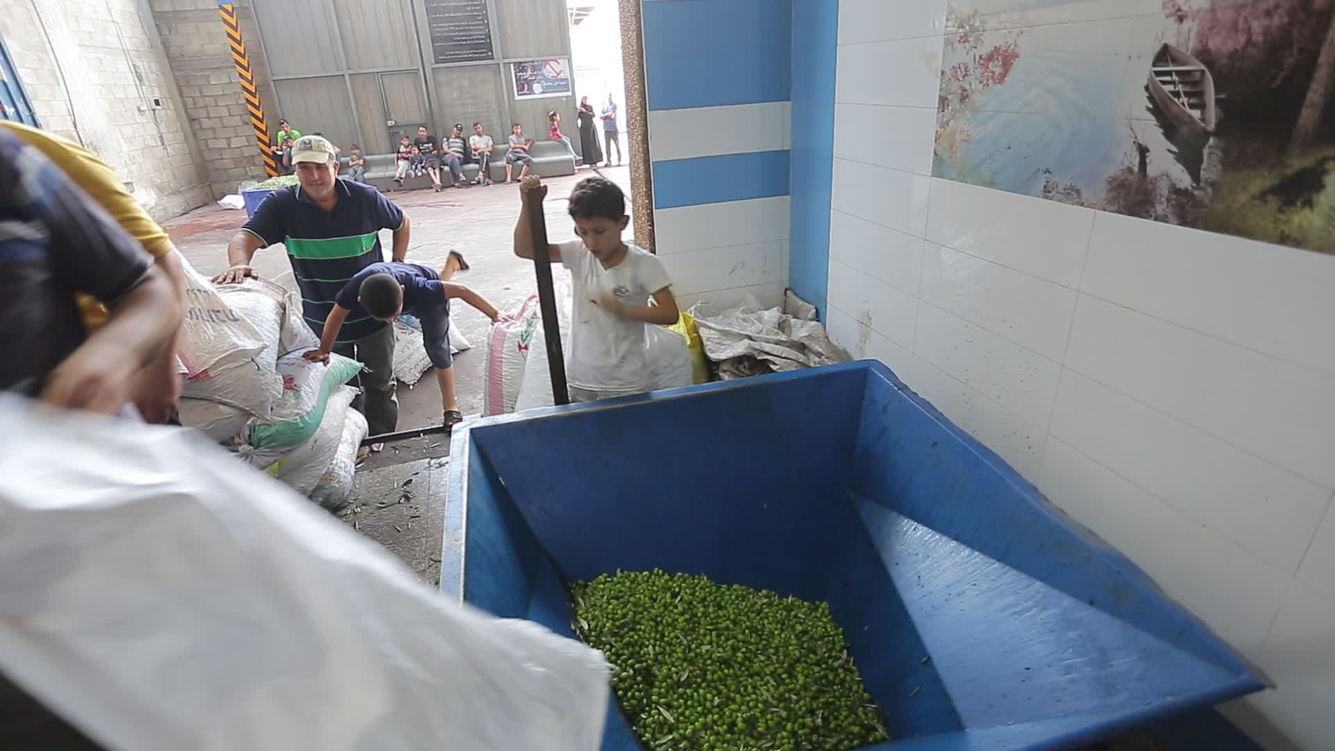 Olive harvesting in Gaza, Palestine 