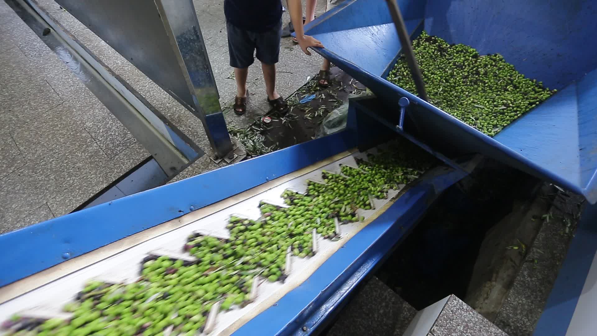 Olive harvesting in Gaza, Palestine 