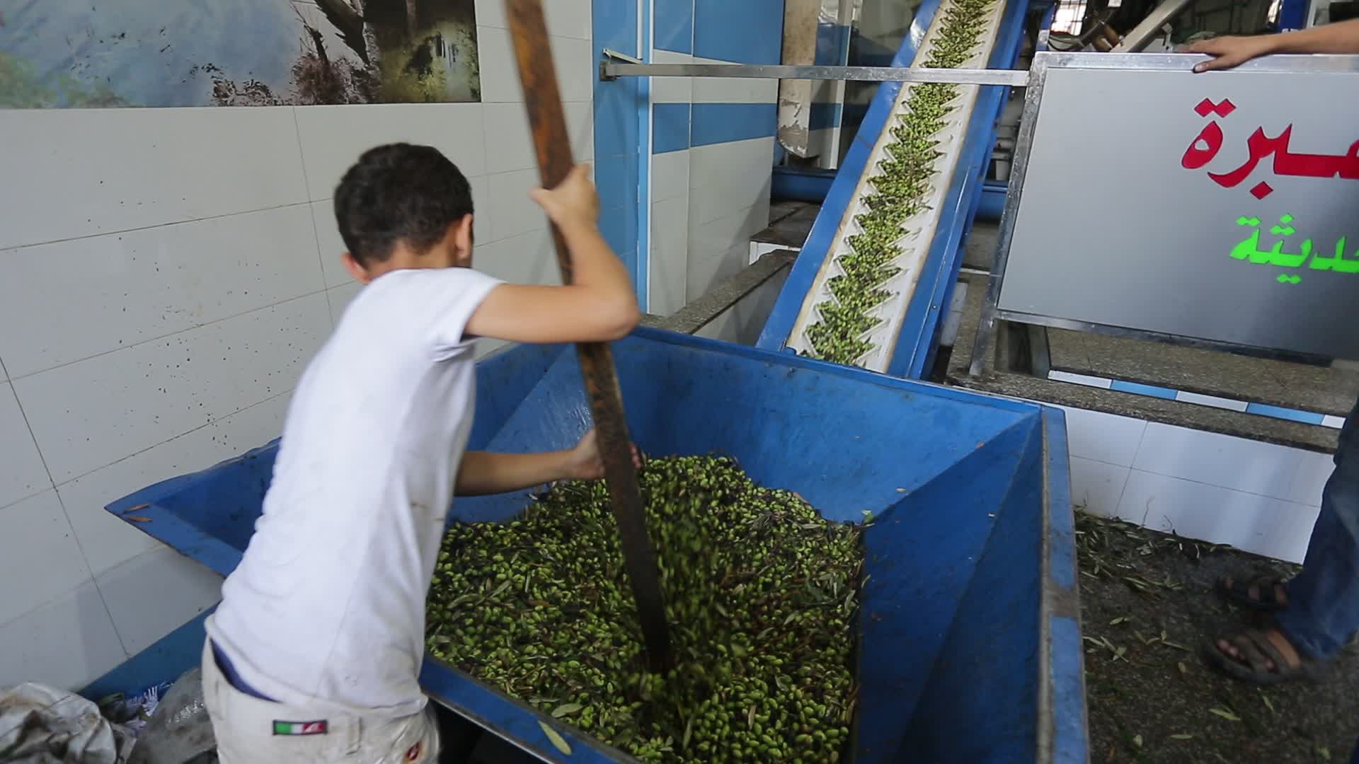 Olive harvesting in Gaza, Palestine 