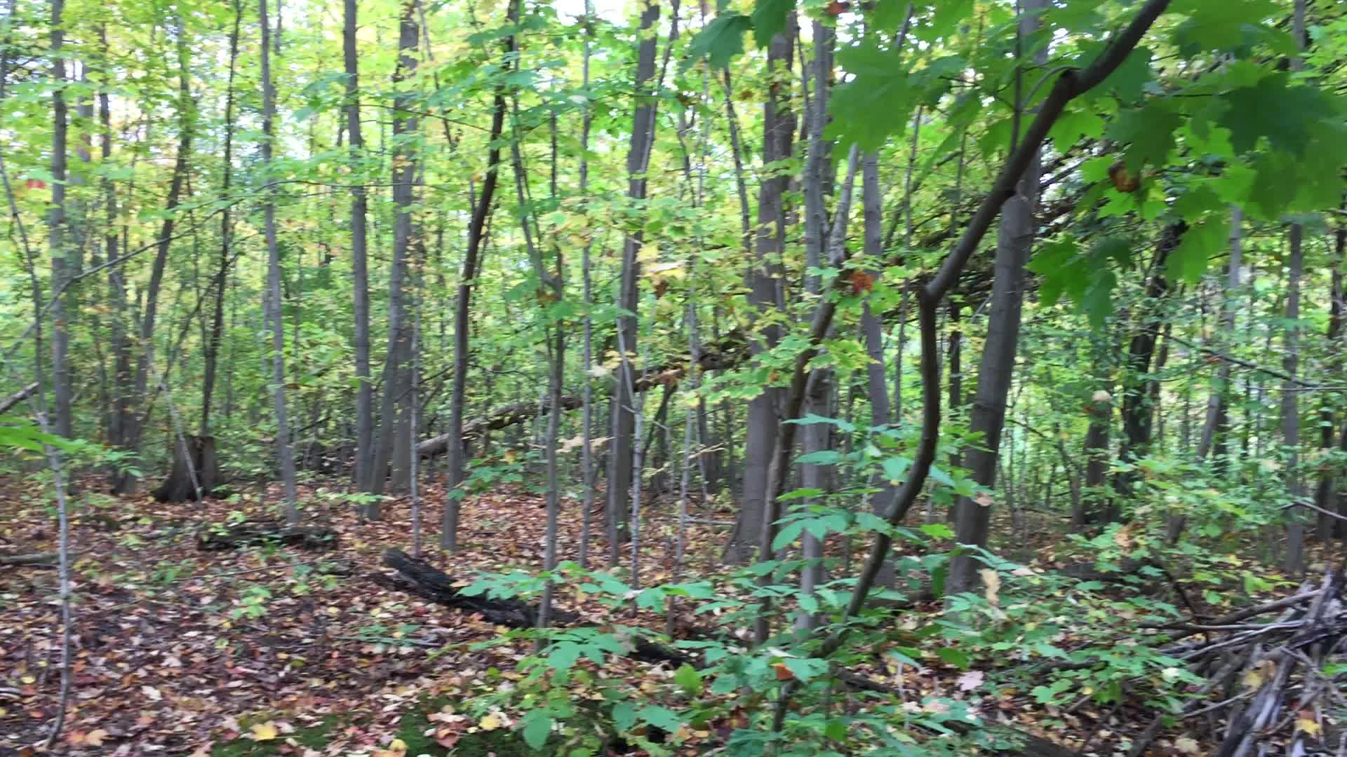 Forest during the Autumn season