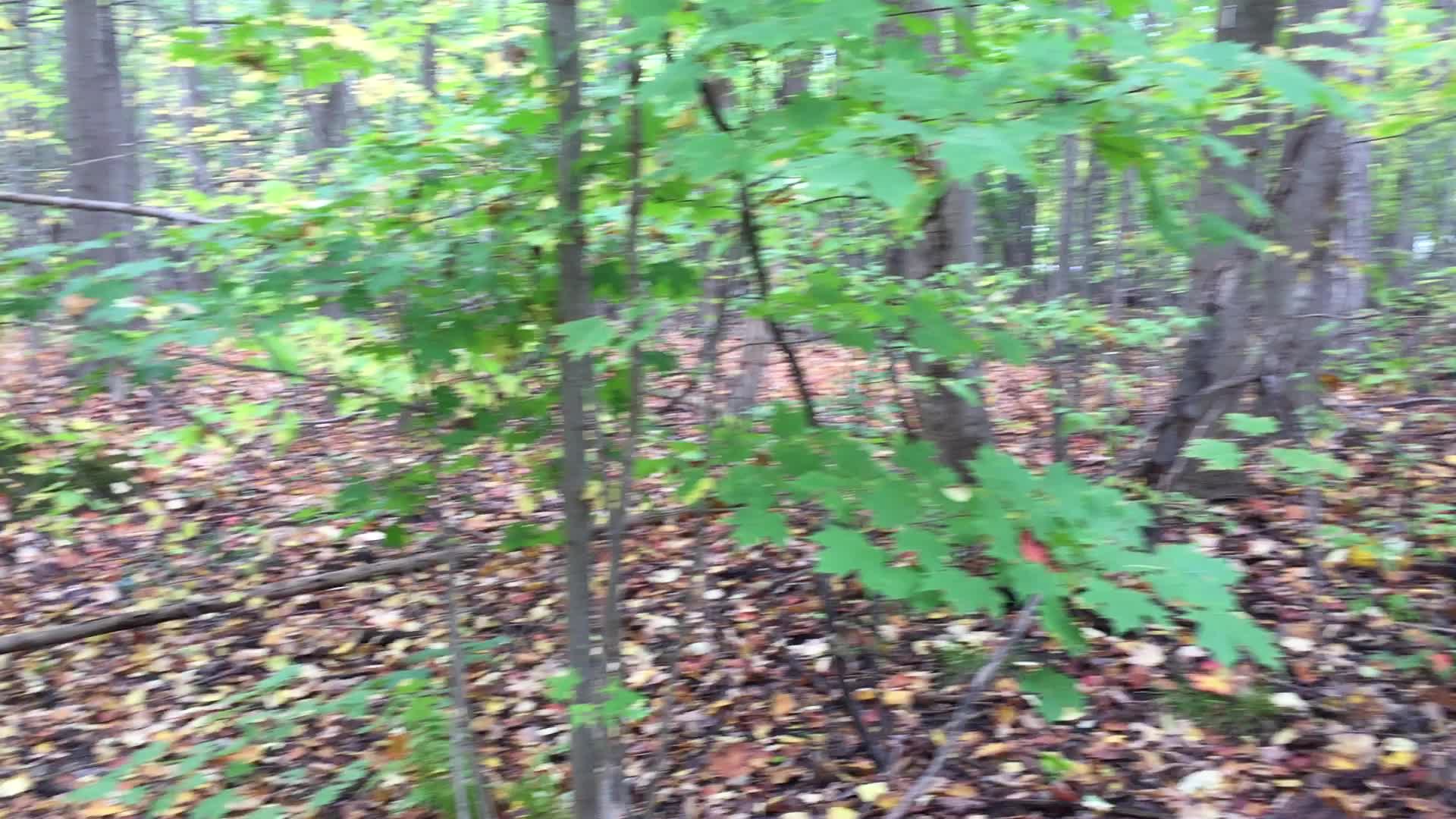 Forest during the Autumn season