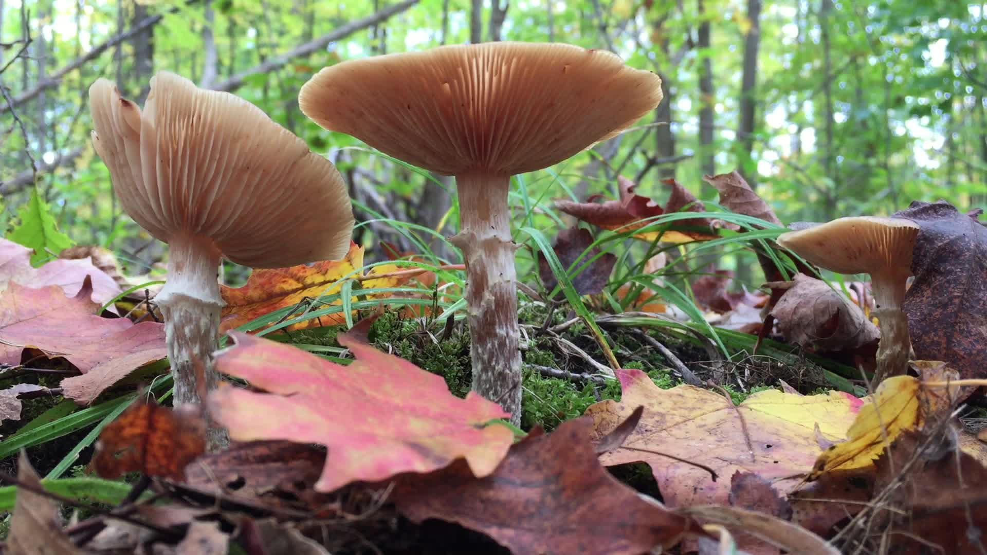 Forest during the Autumn season