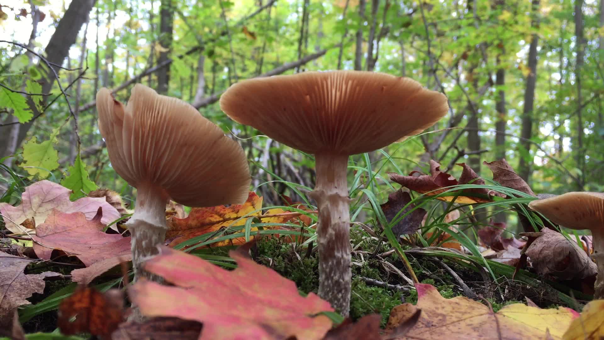Forest during the Autumn season