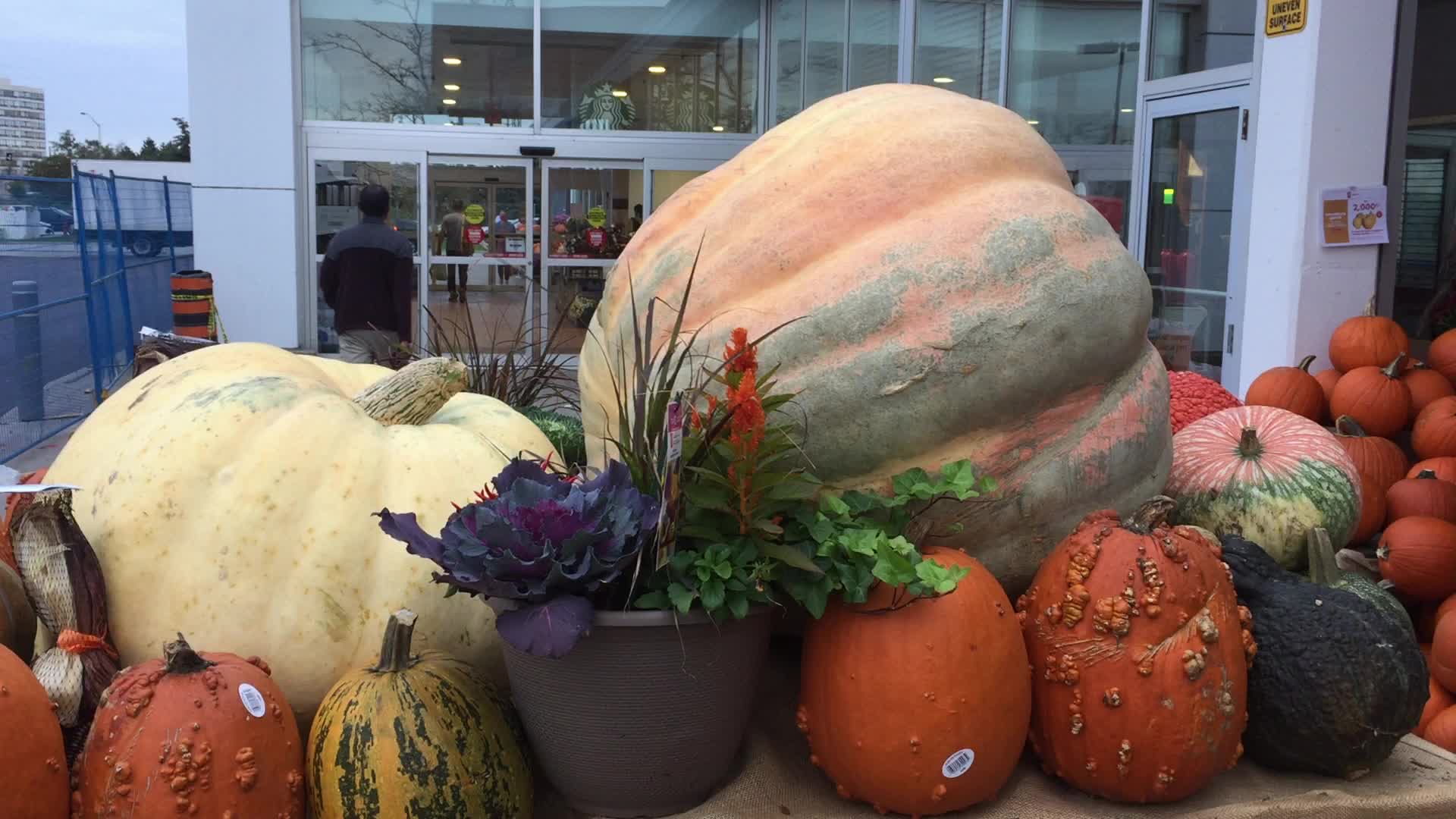 Autumn season in Markham