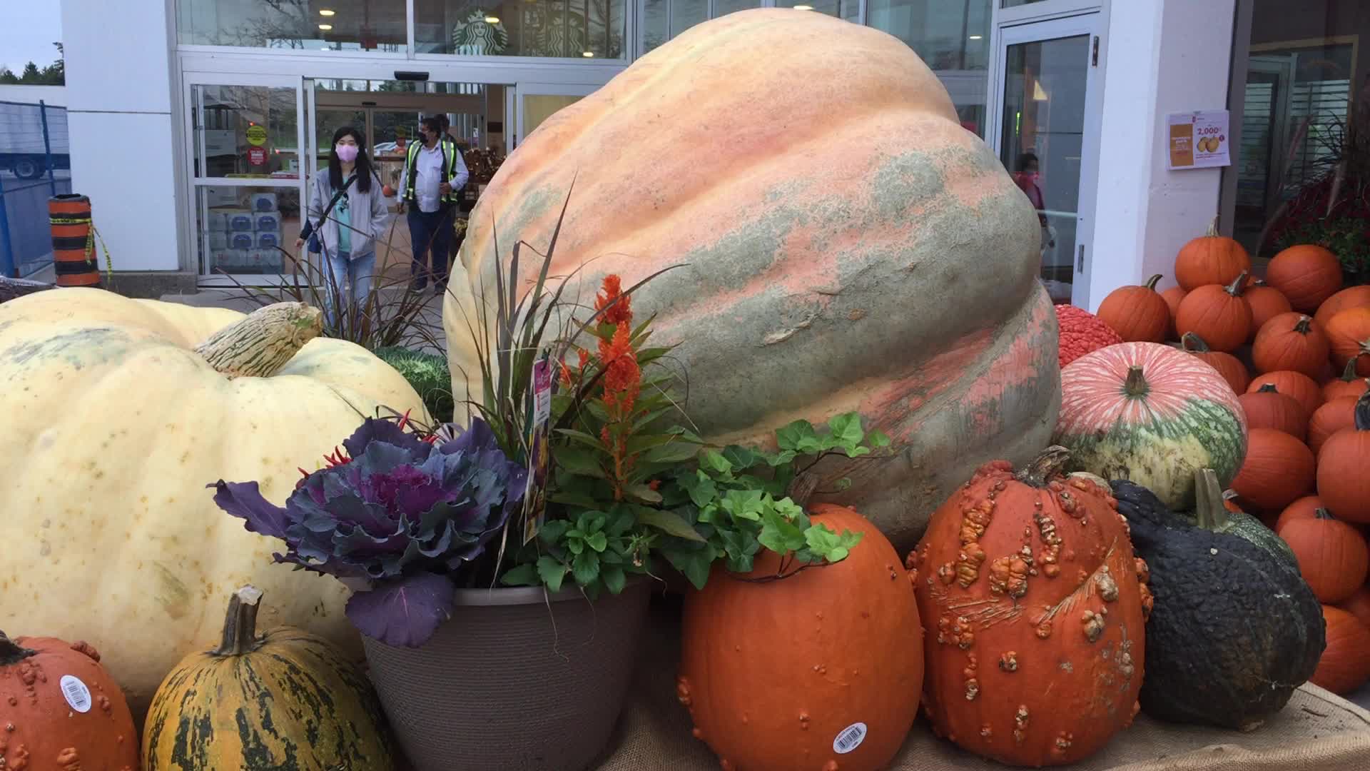 Autumn season in Markham