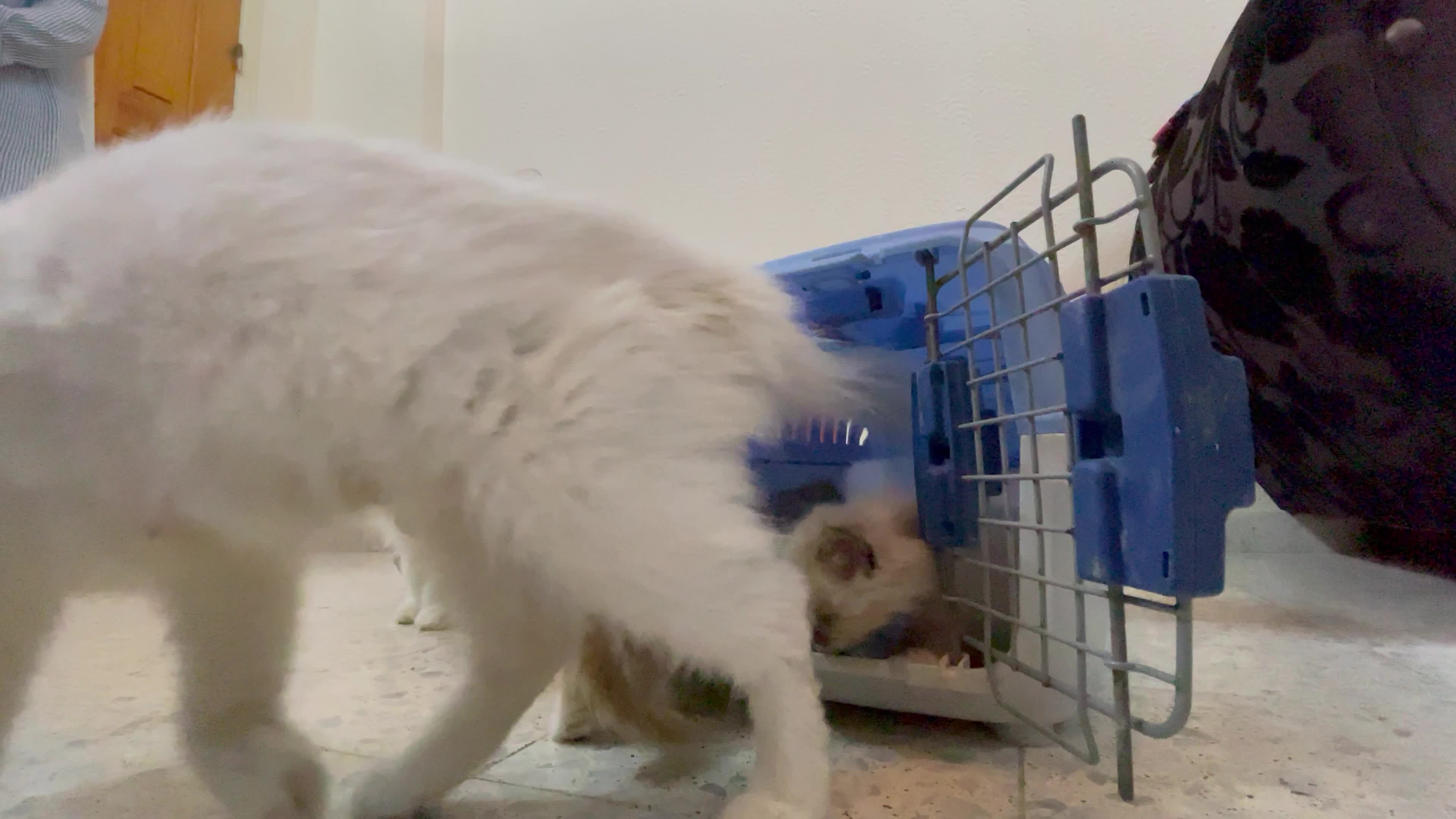 Cat Salon In Gaza