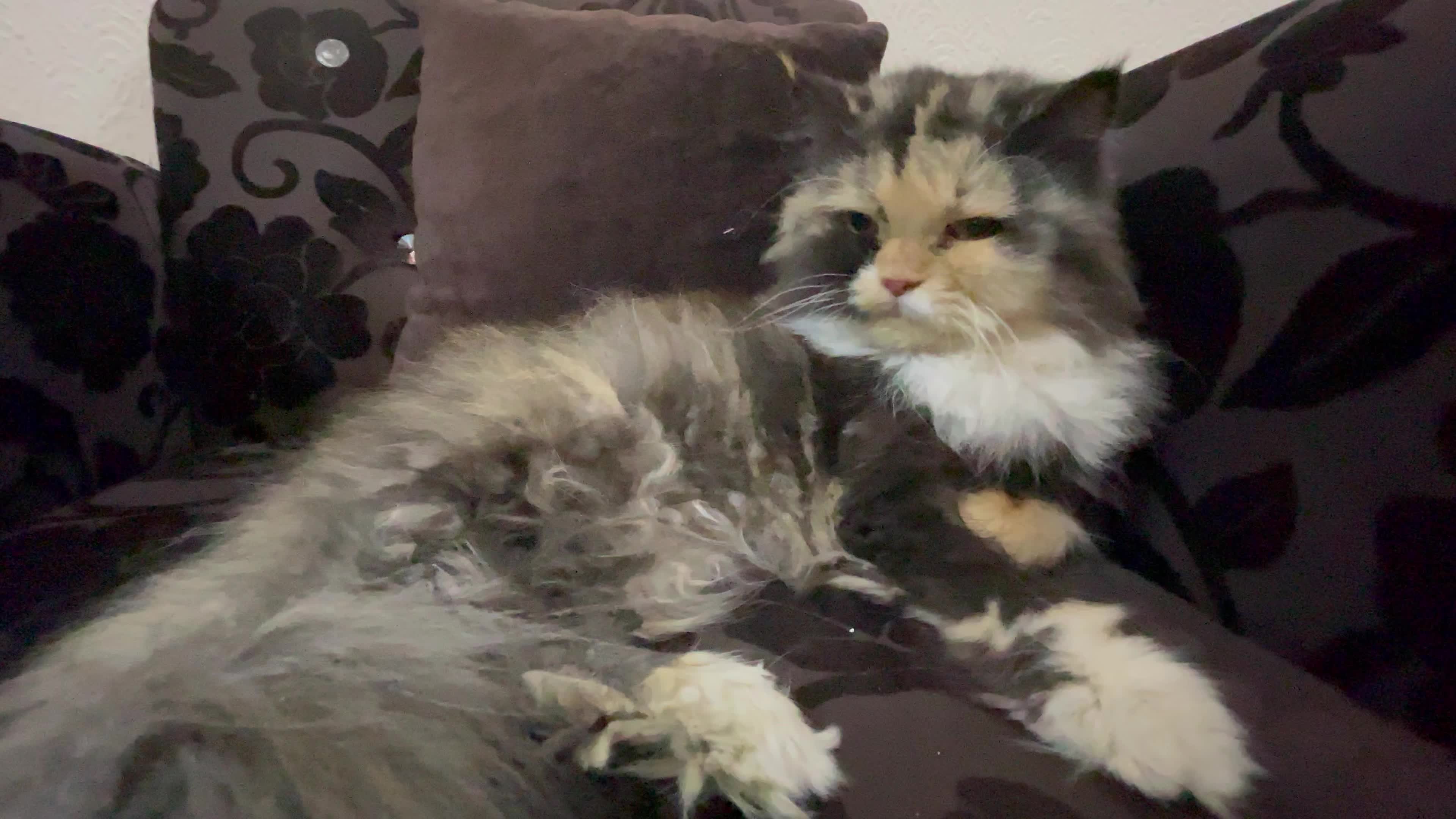 Cat Salon In Gaza