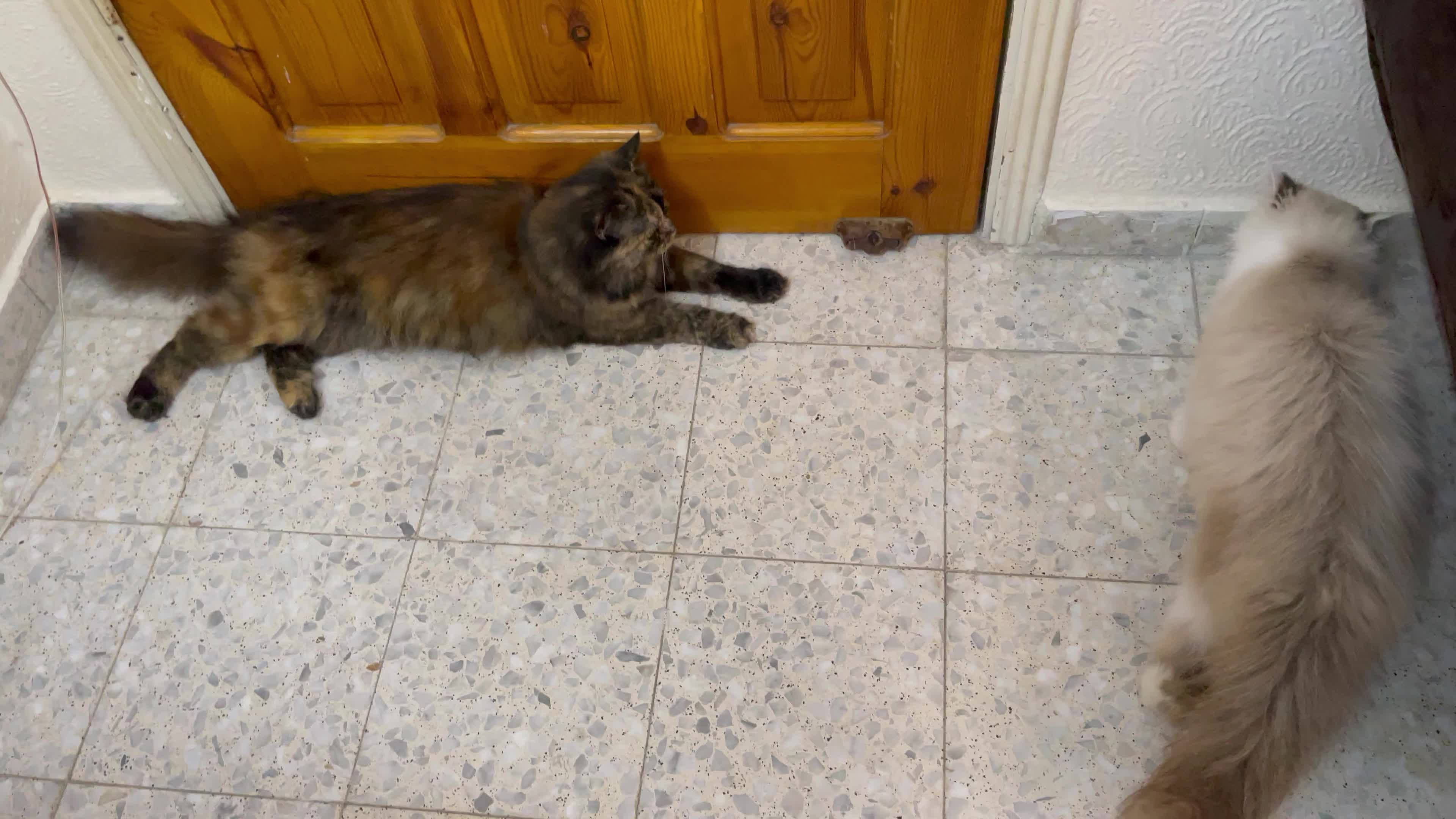 Cat Salon In Gaza