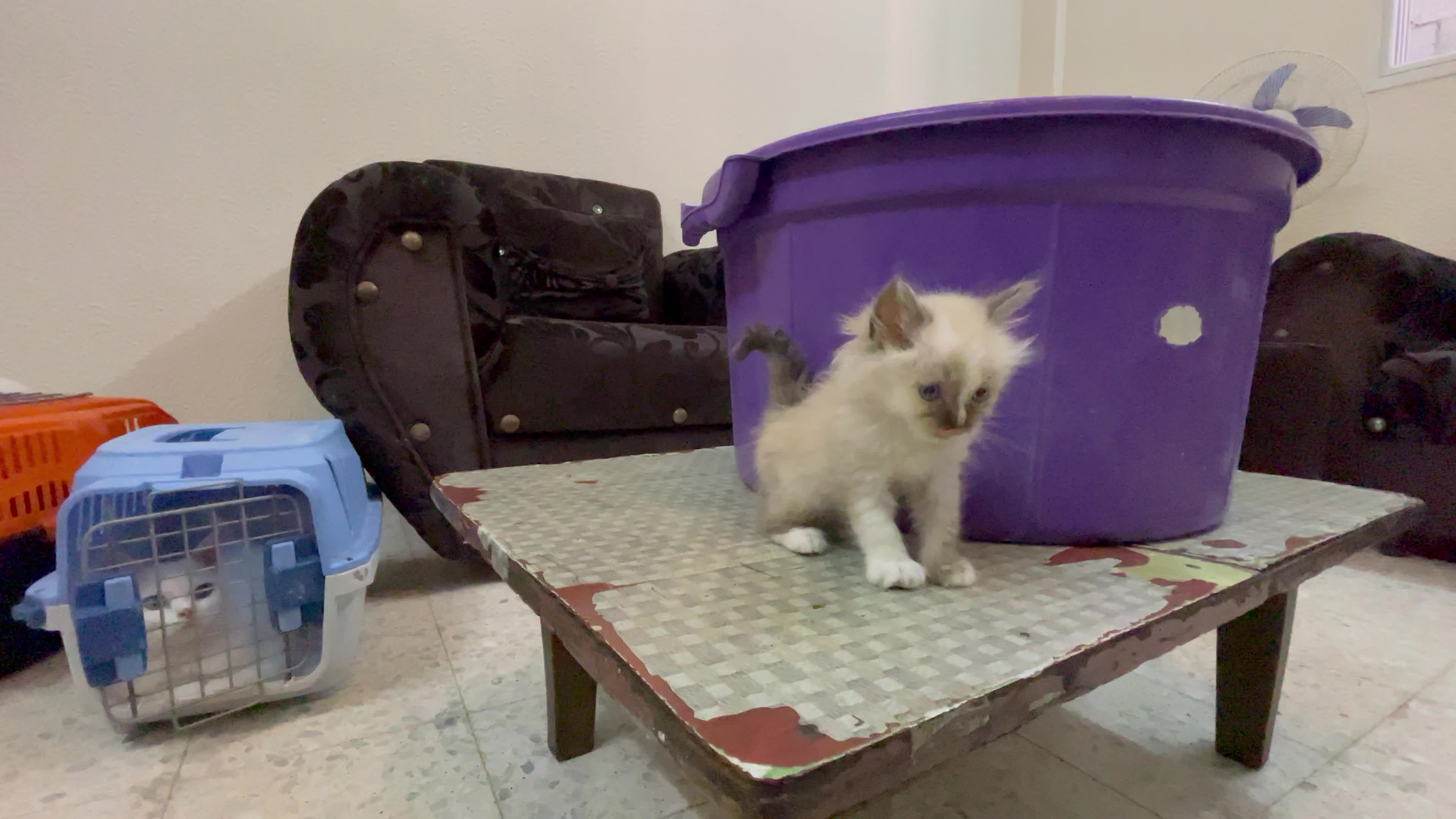 Cat Salon In Gaza
