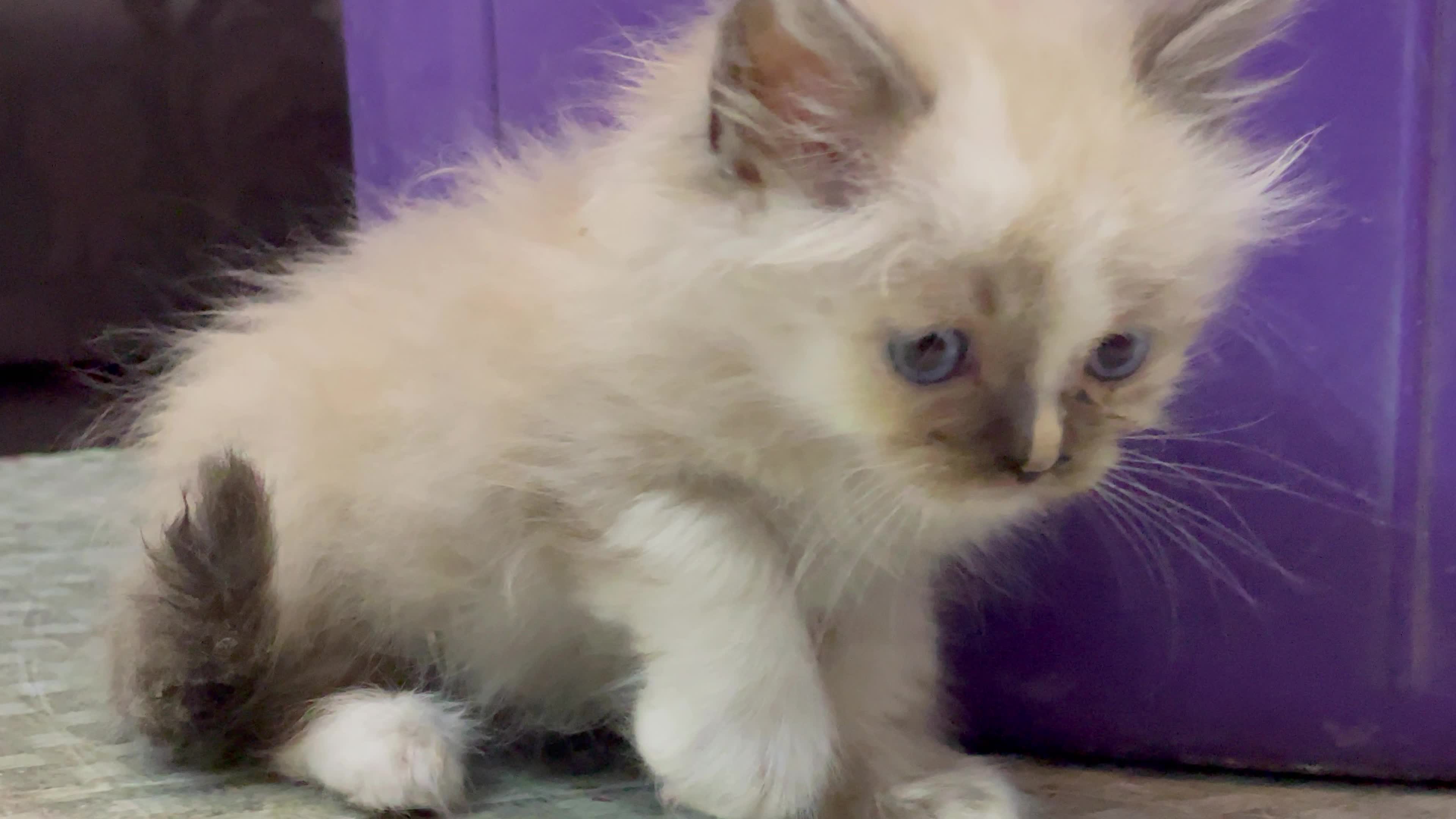 Cat Salon In Gaza
