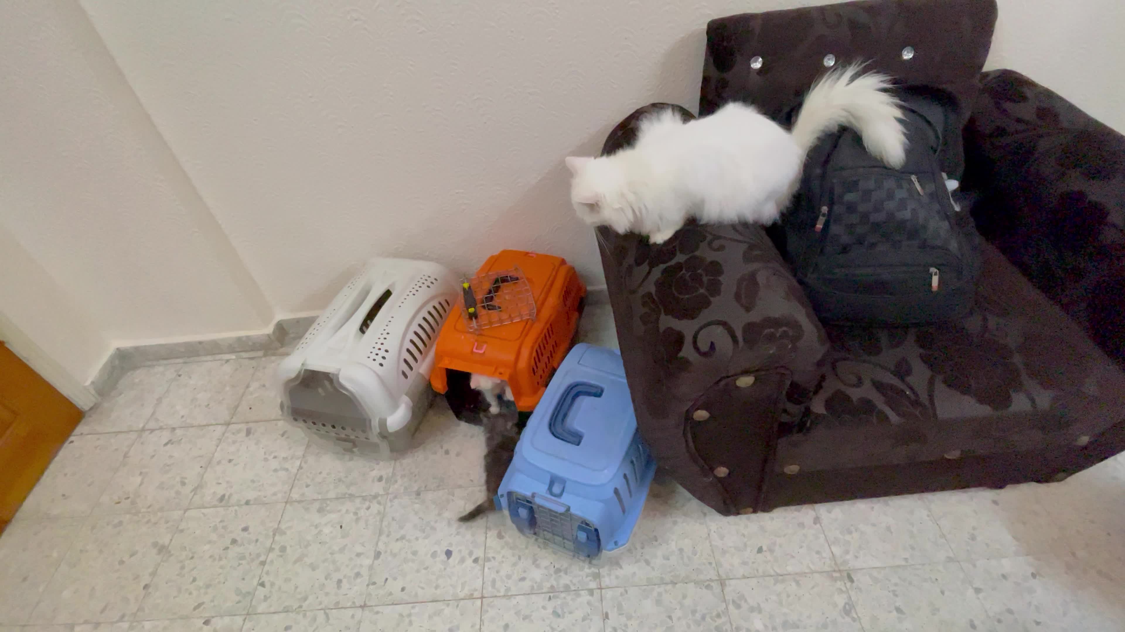 Cat Salon In Gaza