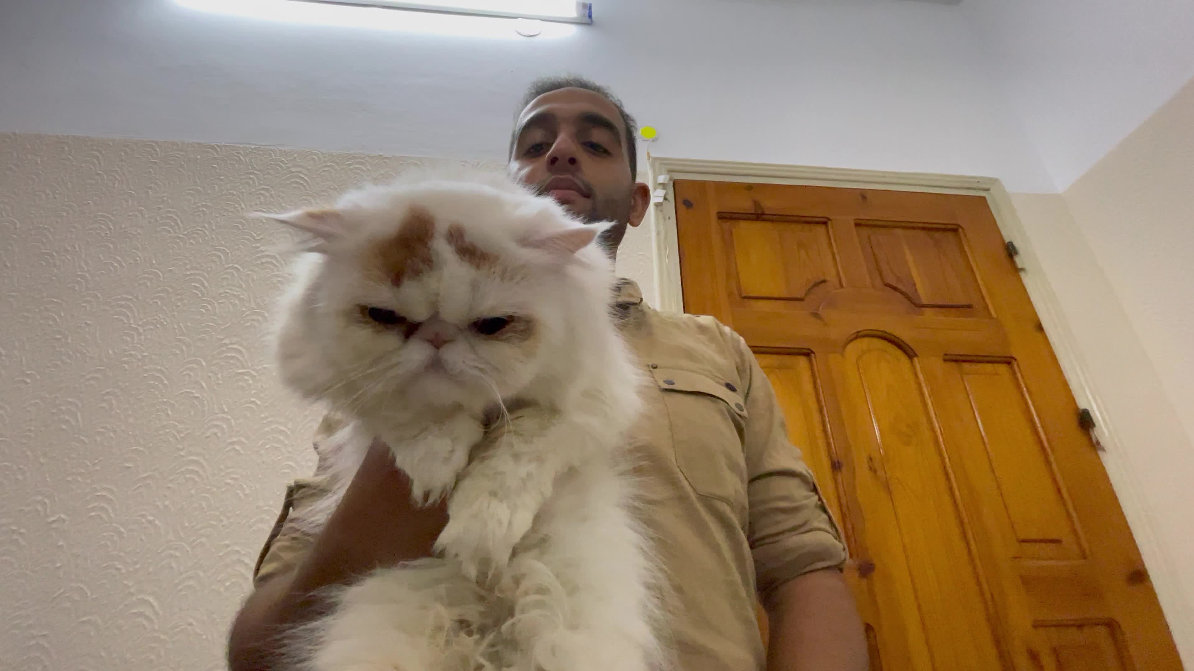 Cat Salon In Gaza