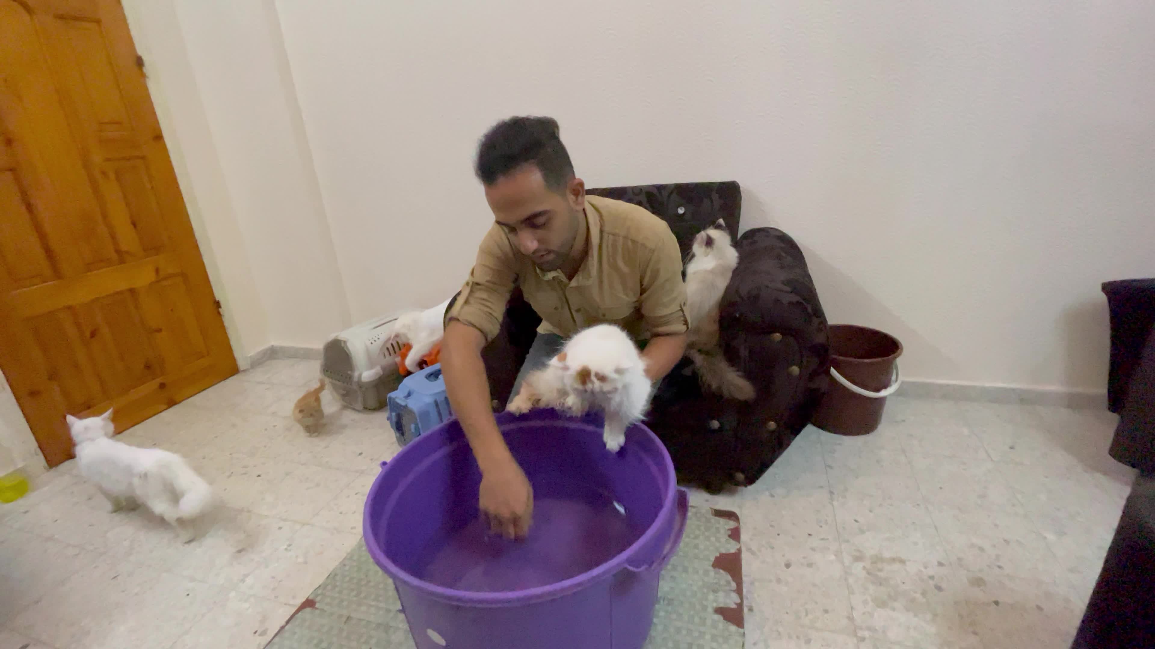 Cat Salon In Gaza