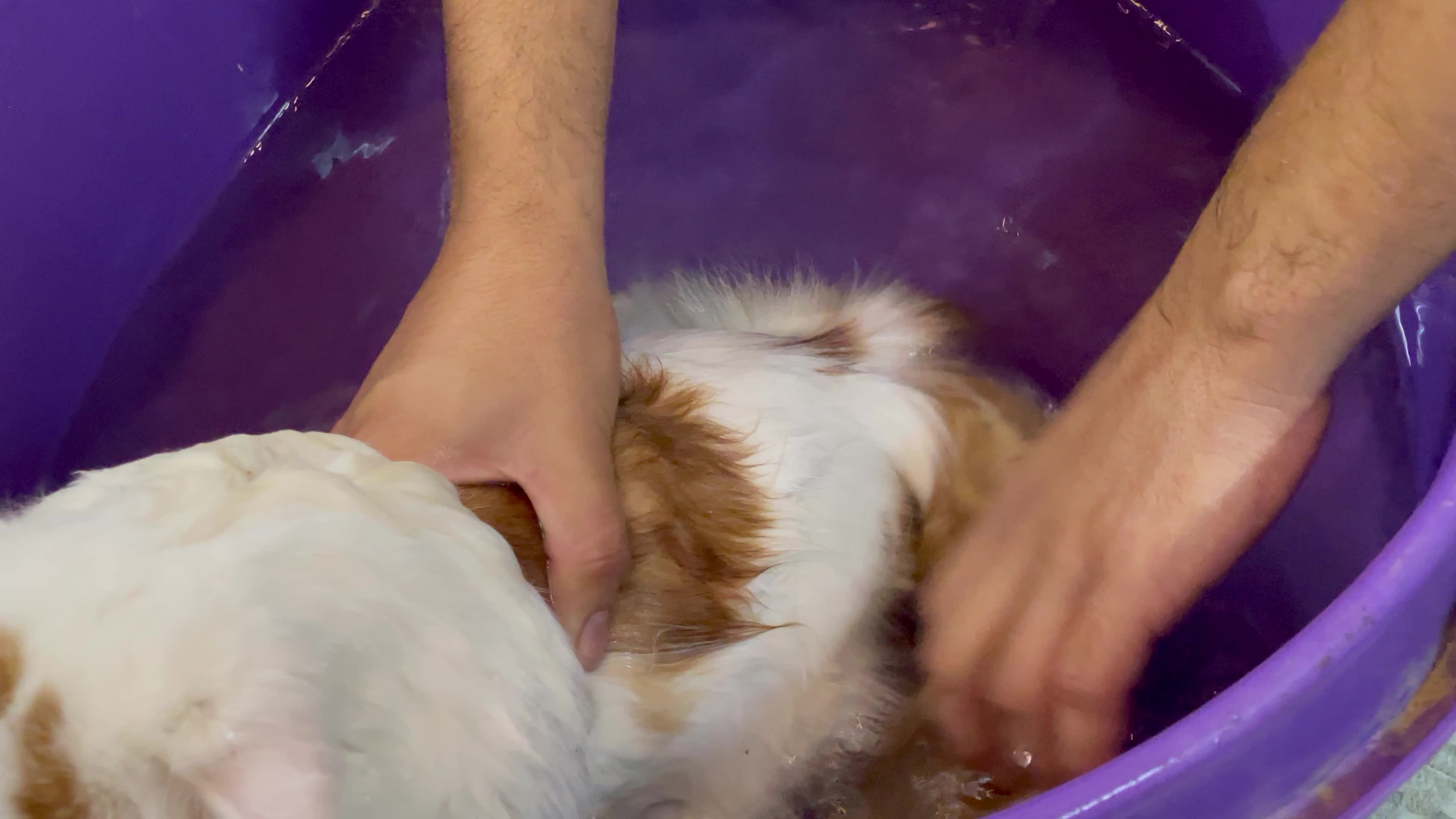 Cat Salon In Gaza
