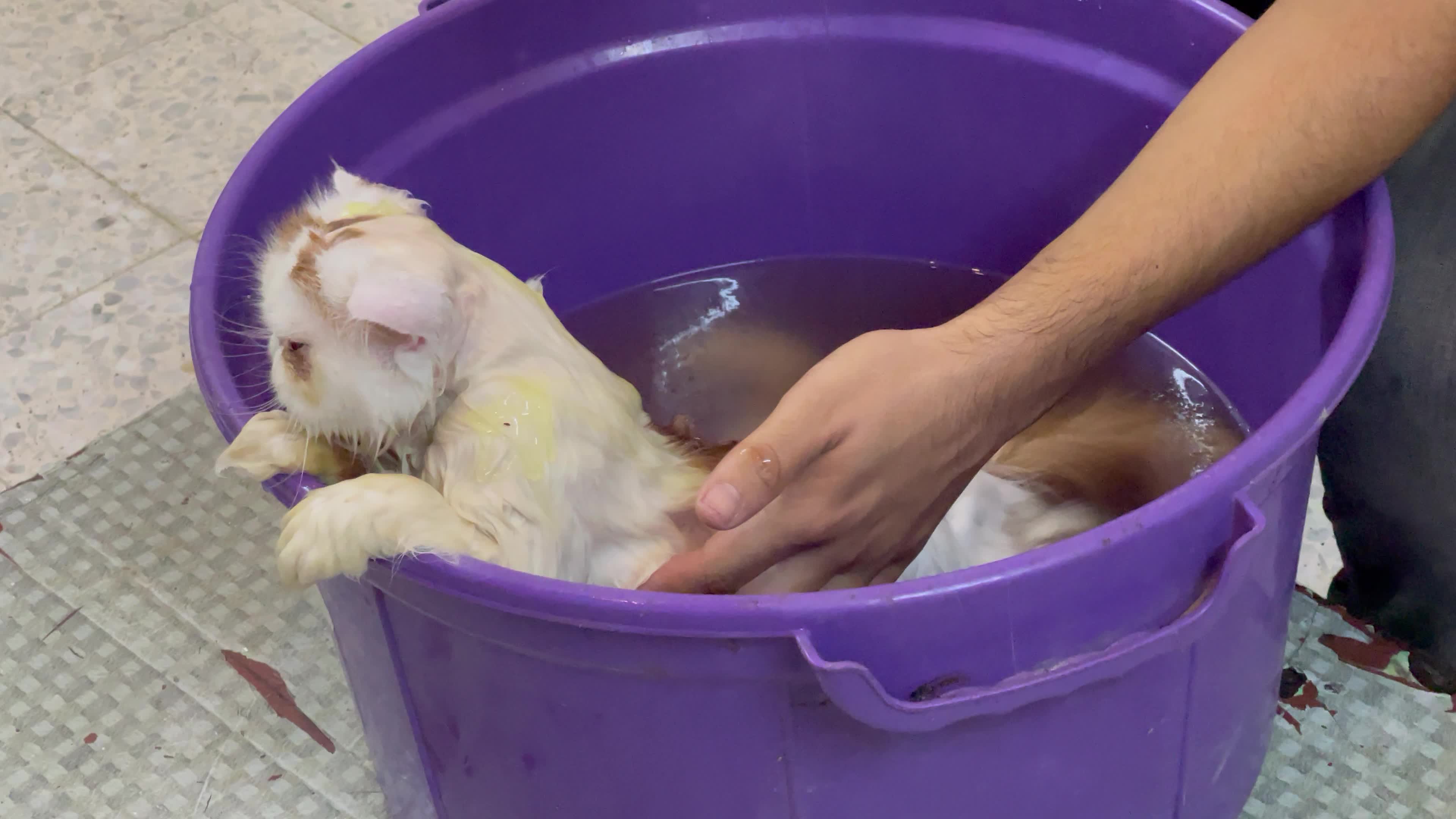 Cat Salon In Gaza
