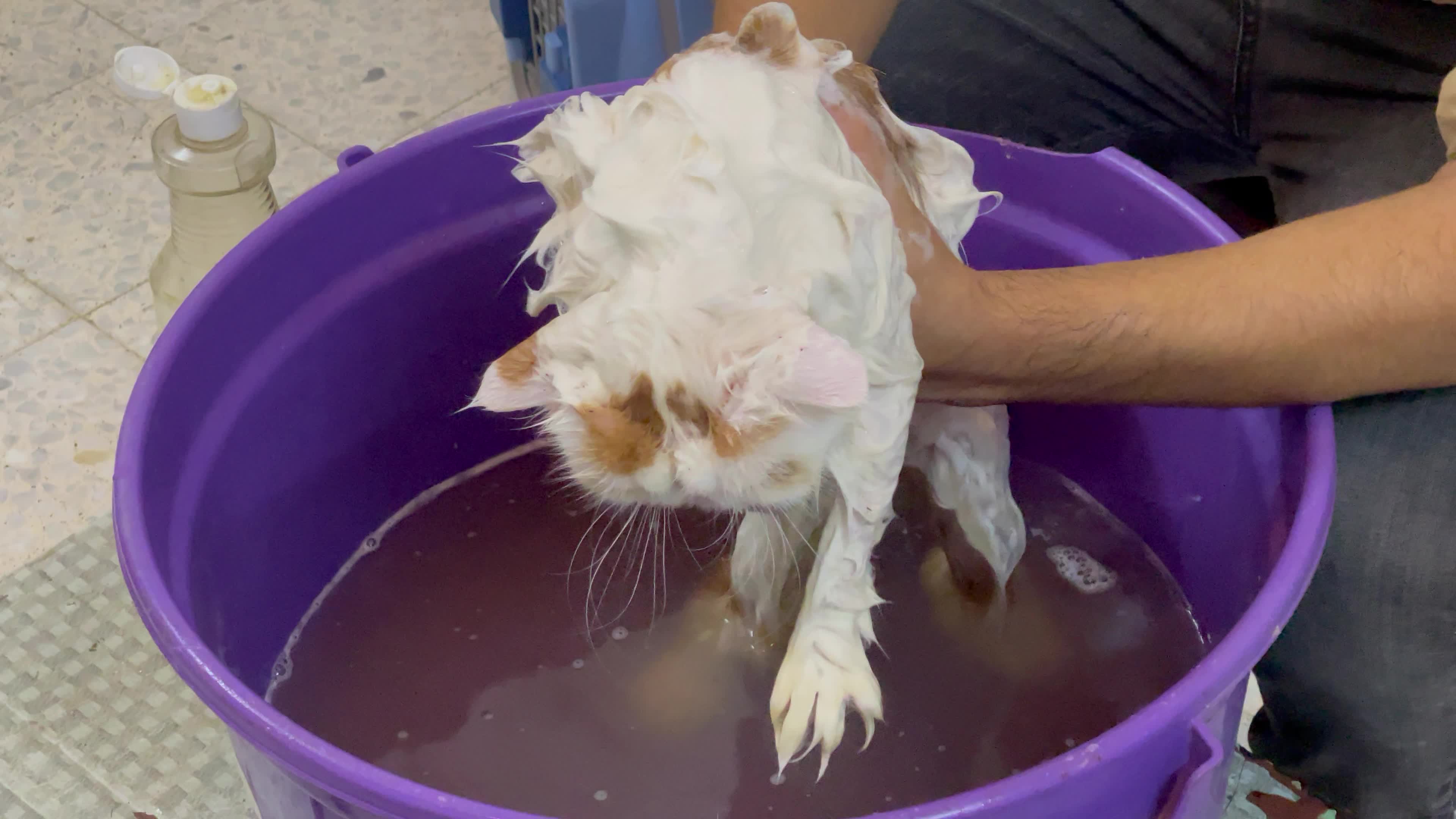 Cat Salon In Gaza