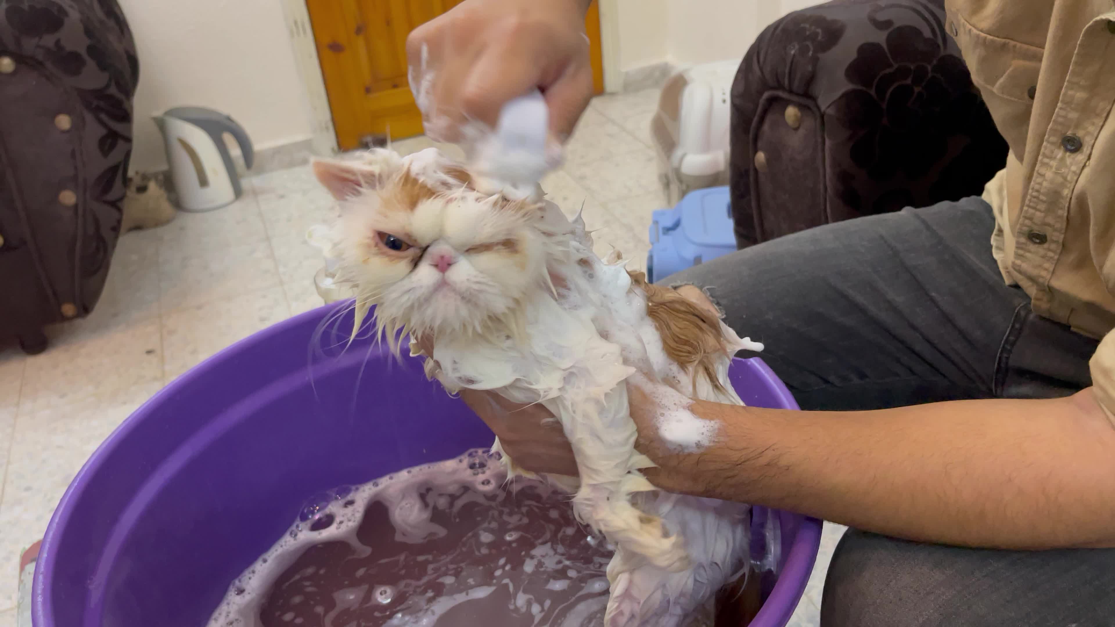 Cat Salon In Gaza