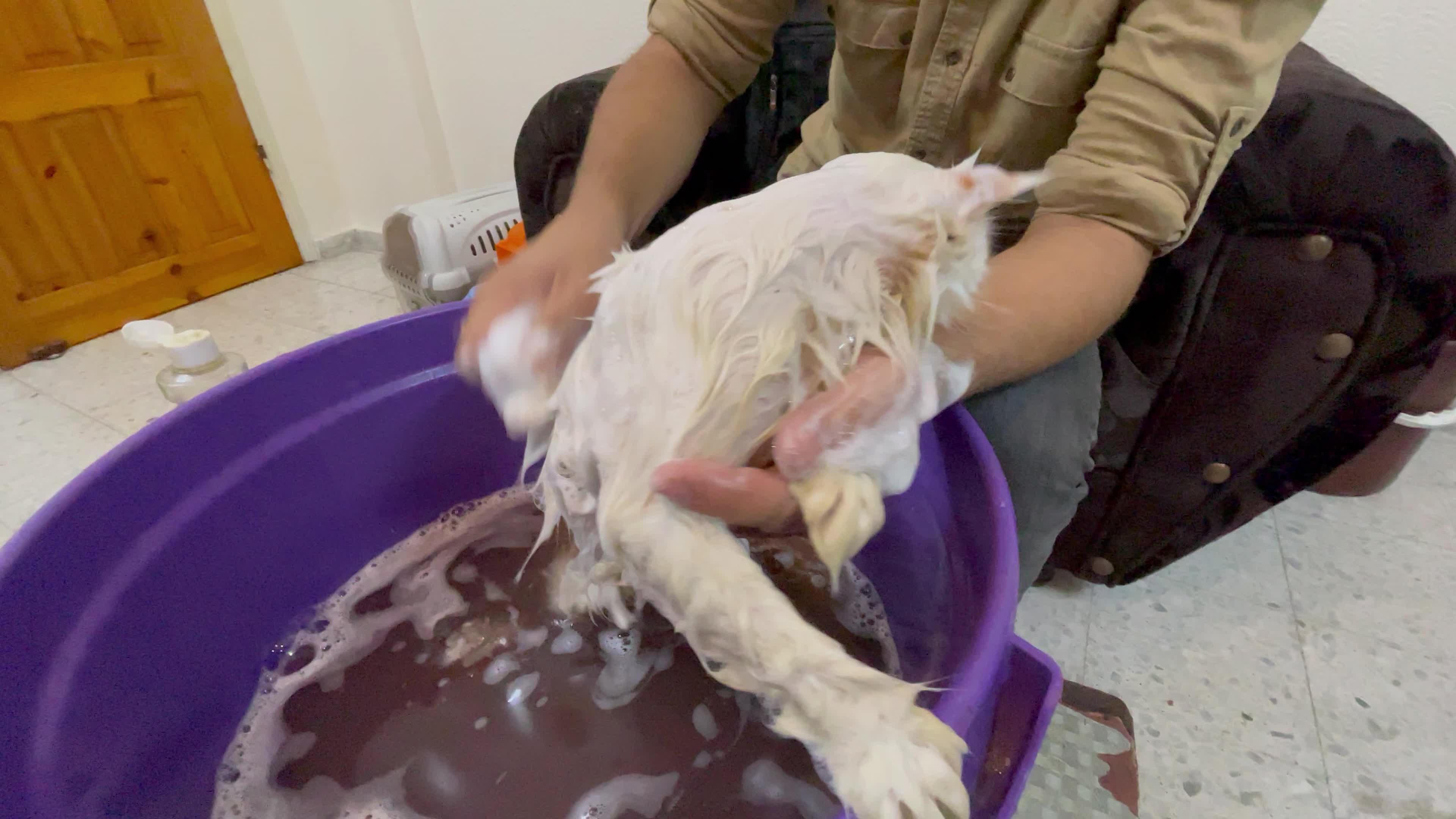 Cat Salon In Gaza