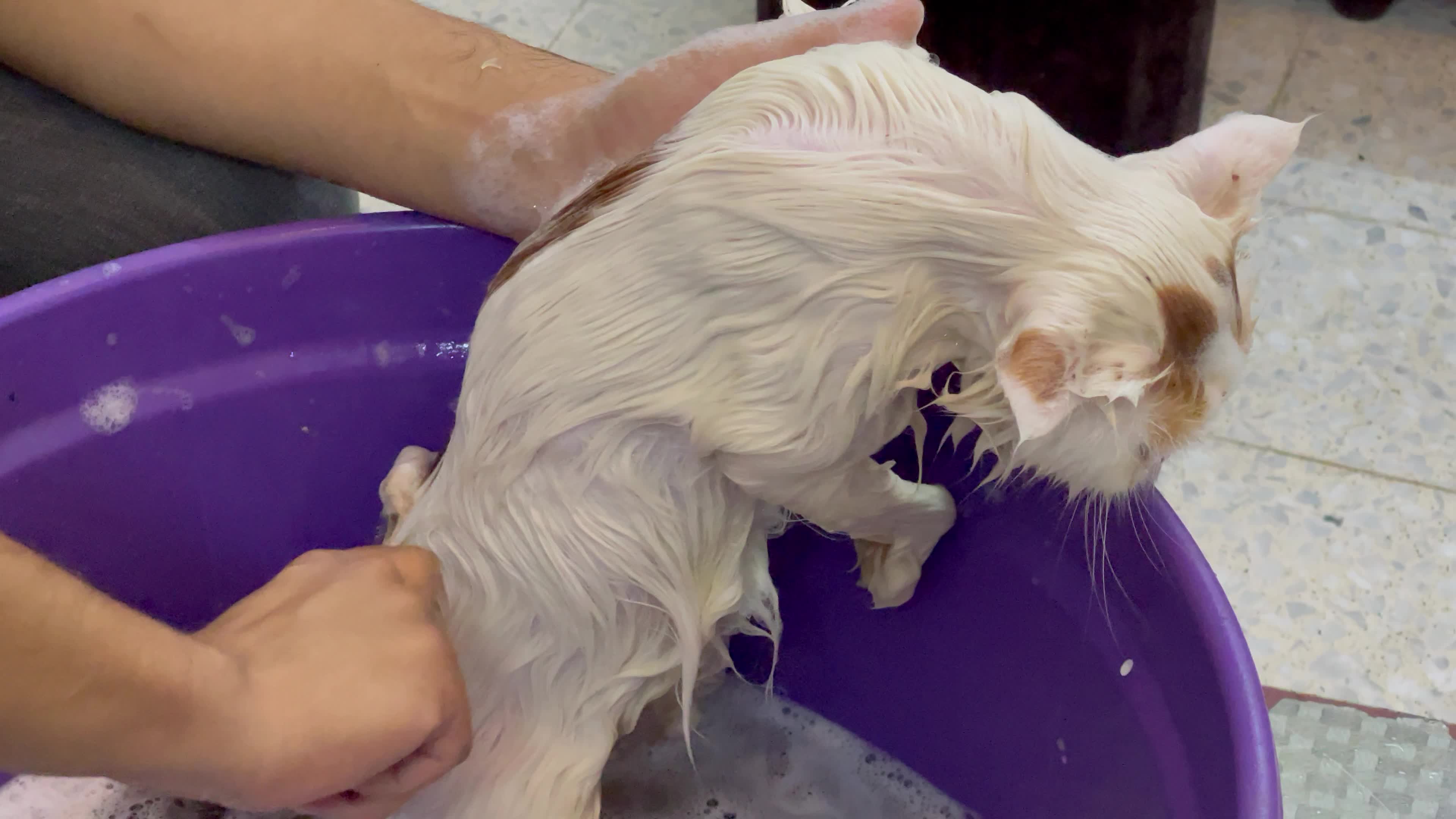 Cat Salon In Gaza