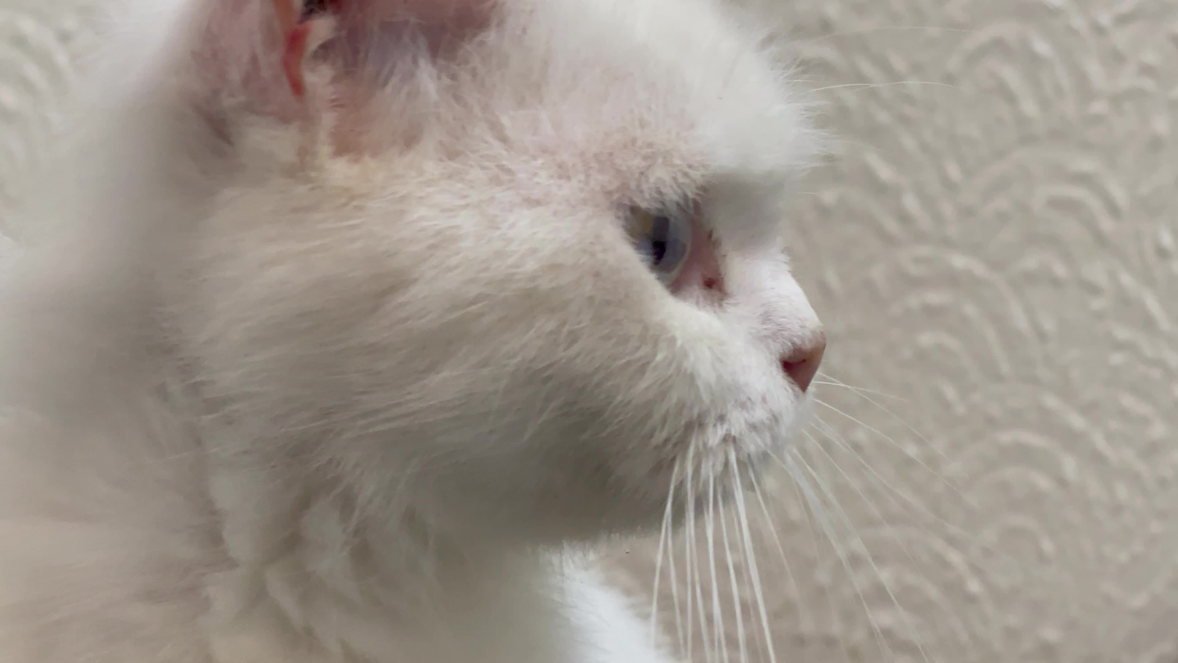 Cat Salon In Gaza