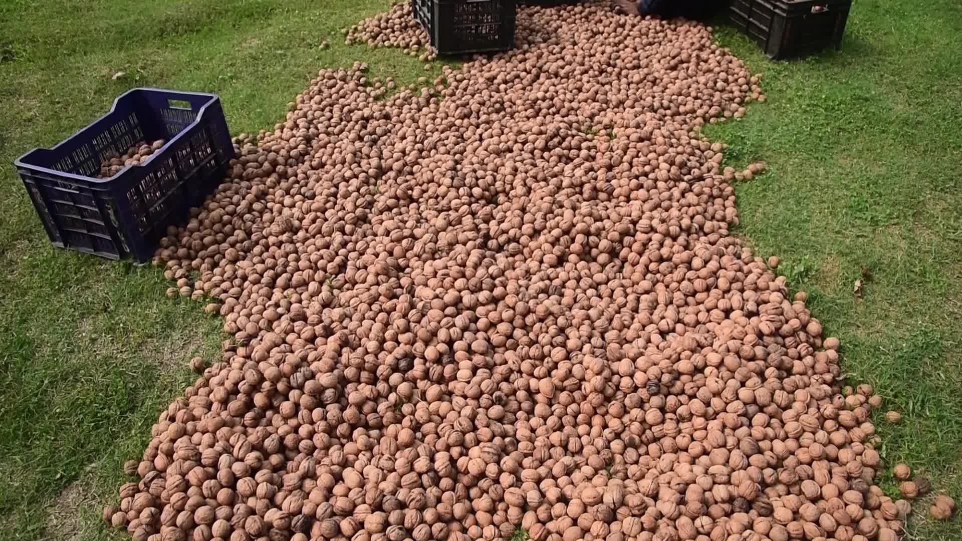 Walnuts harvesting in Srinagar, India
