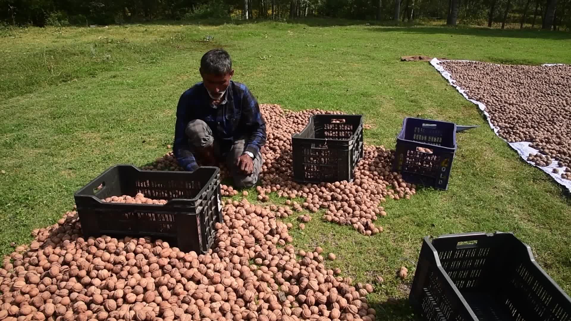 Walnuts harvesting in Srinagar, India