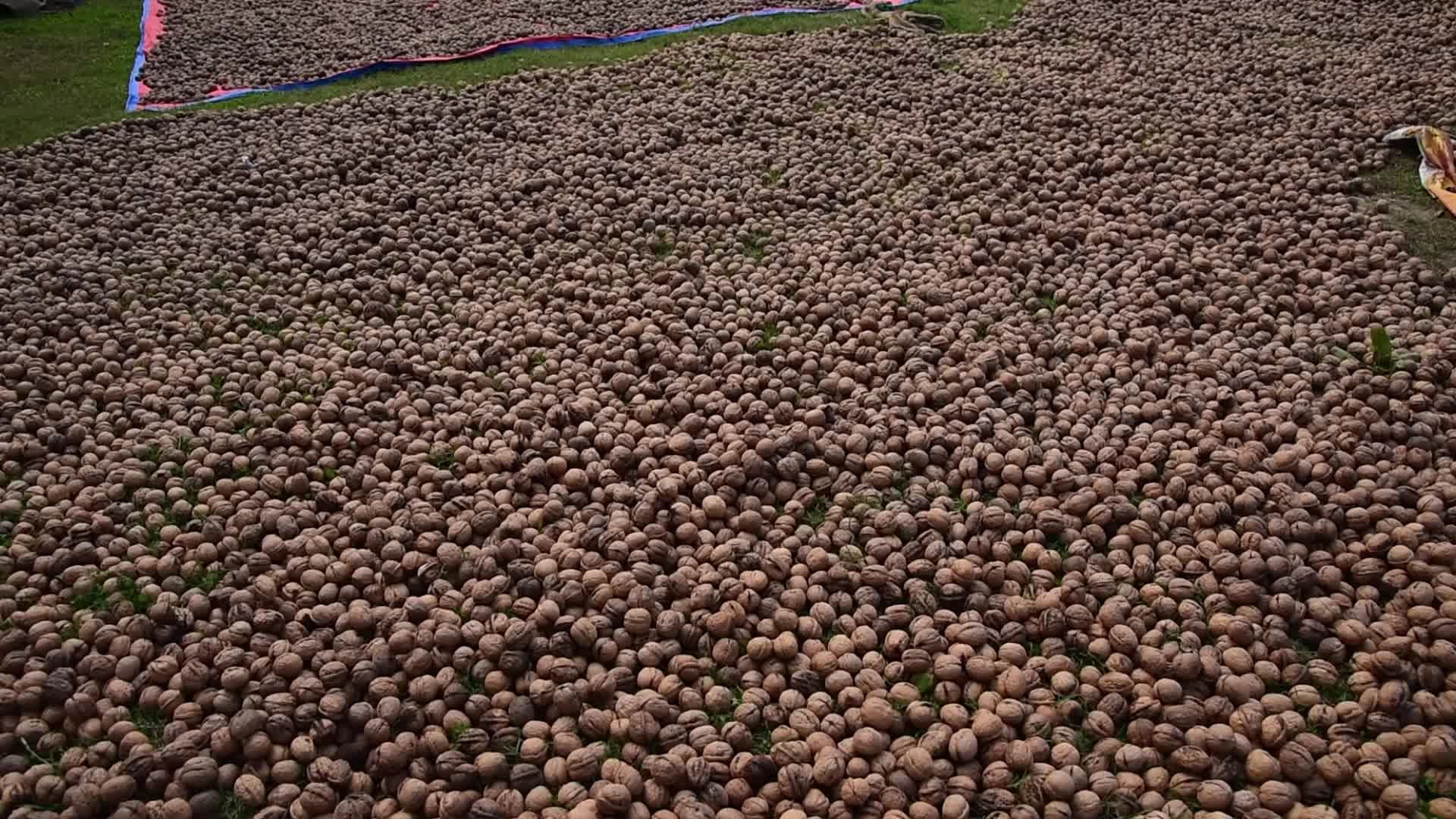 Walnuts harvesting in Srinagar, India