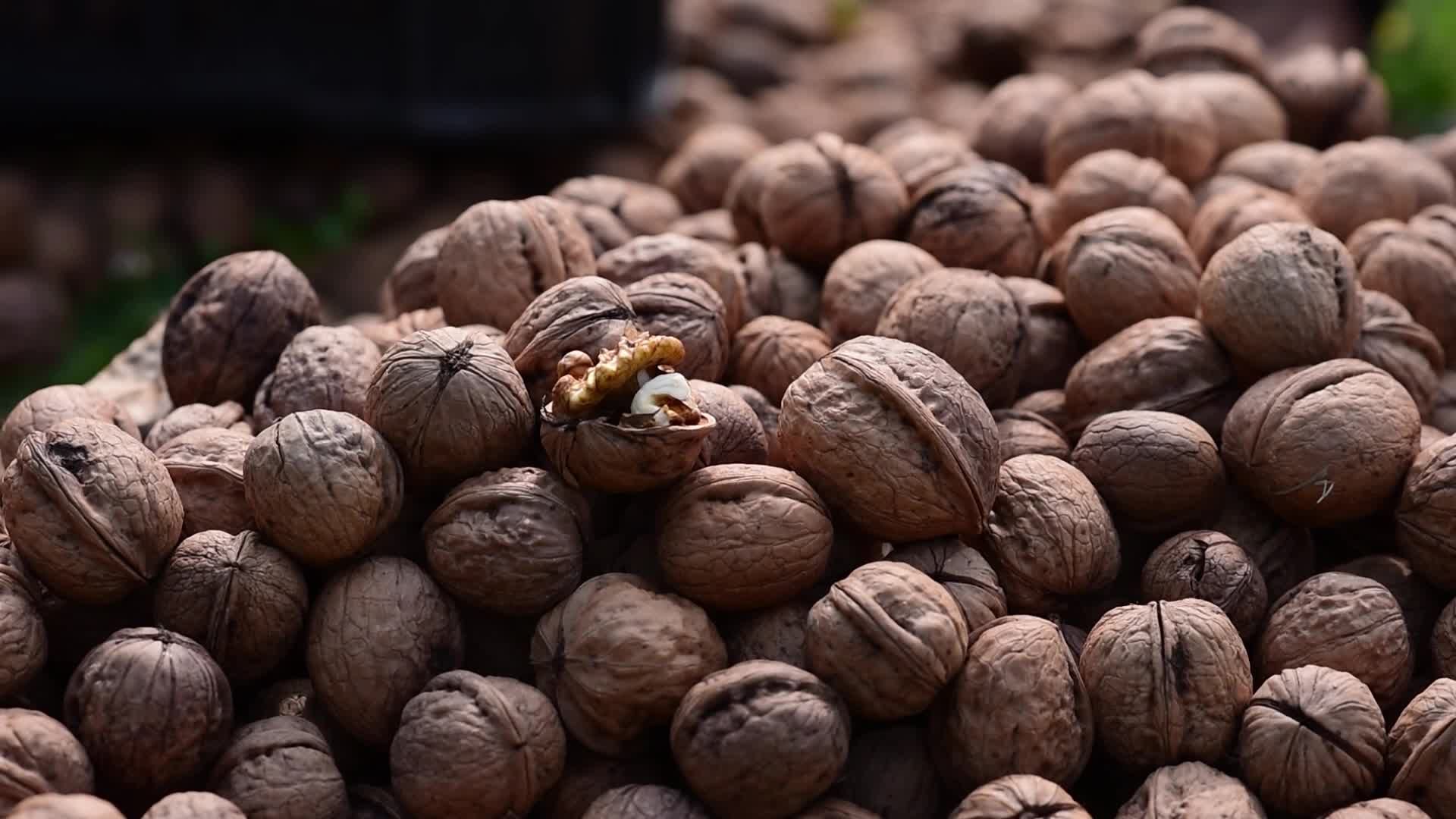 Walnuts harvesting in Srinagar, India