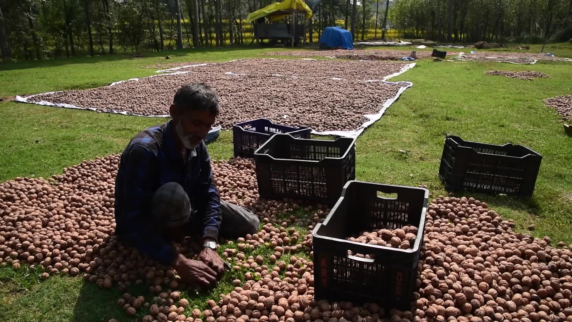 Walnuts harvesting in Srinagar, India