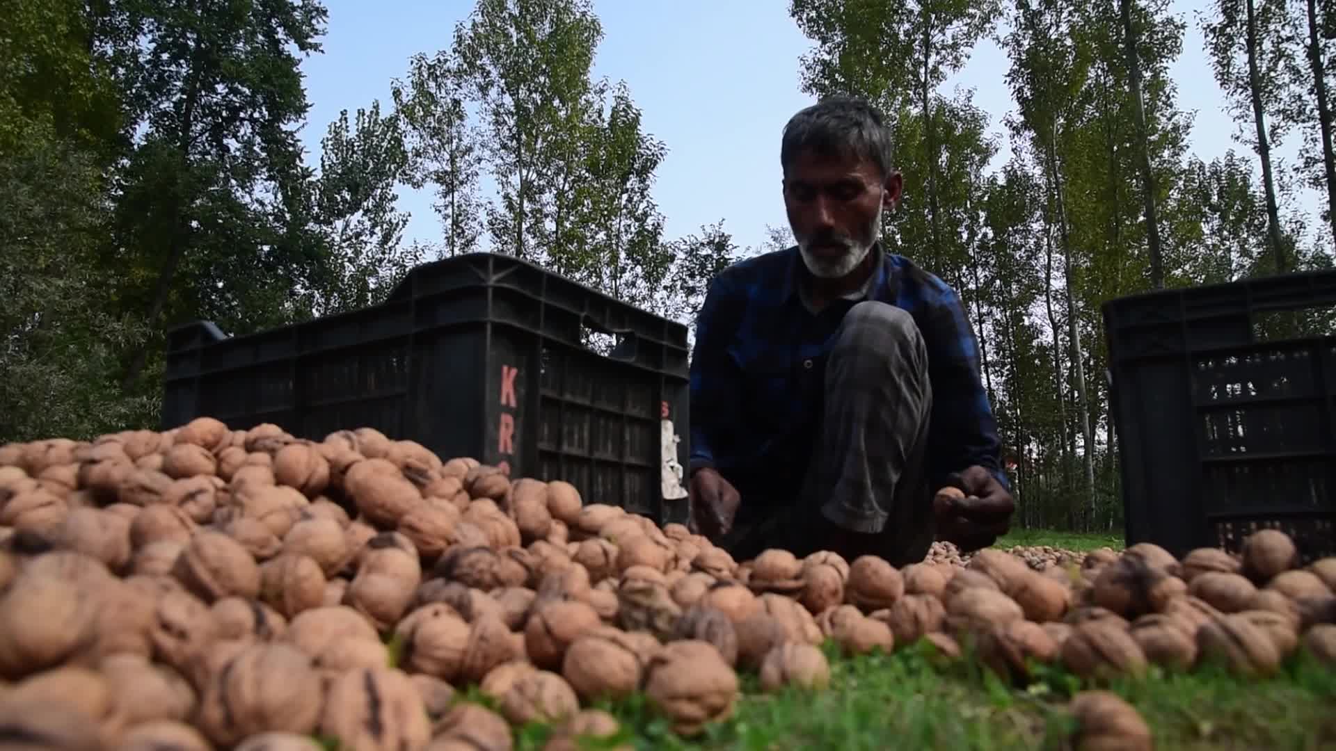 Walnuts harvesting in Srinagar, India