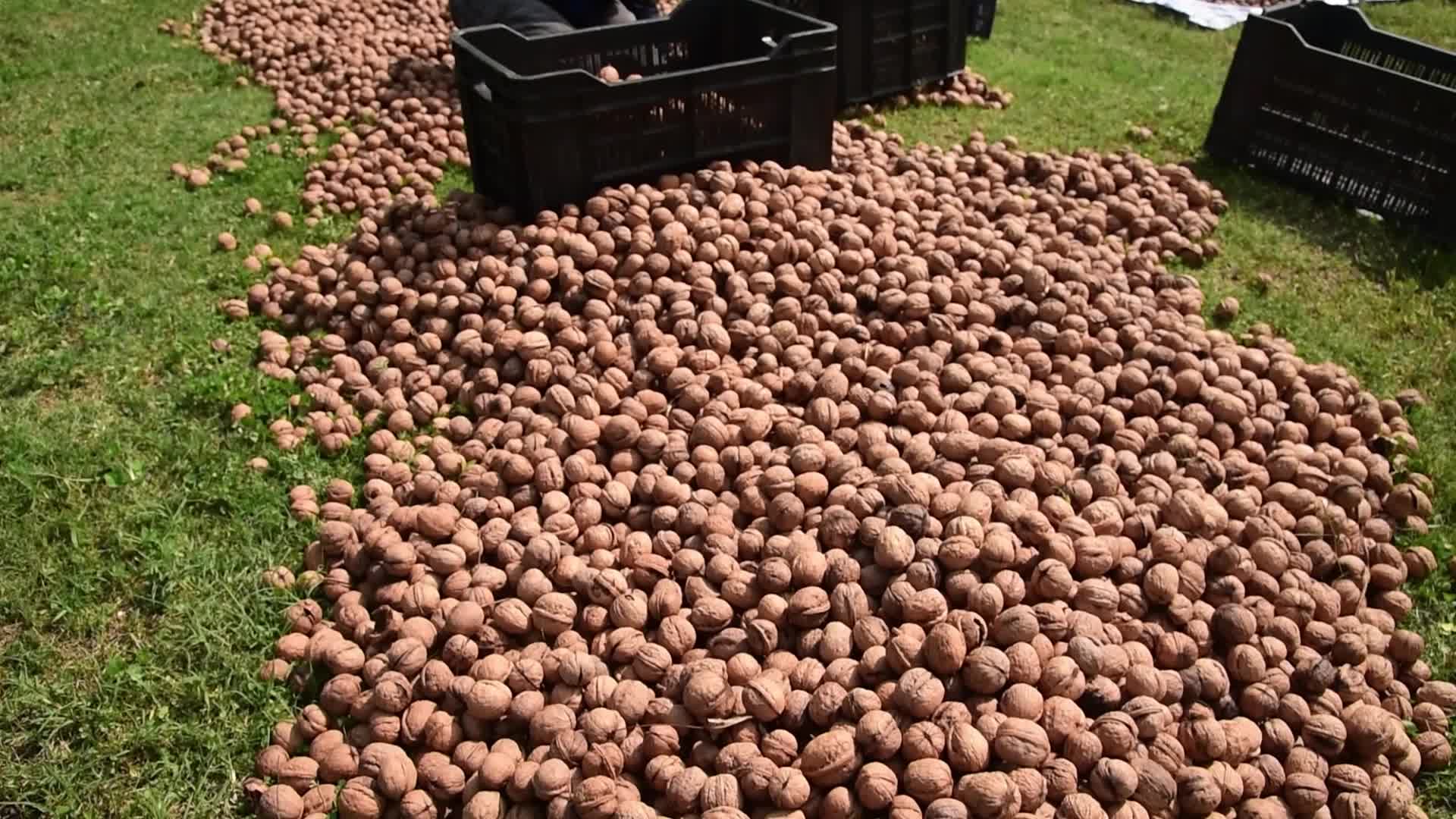 Walnuts harvesting in Srinagar, India