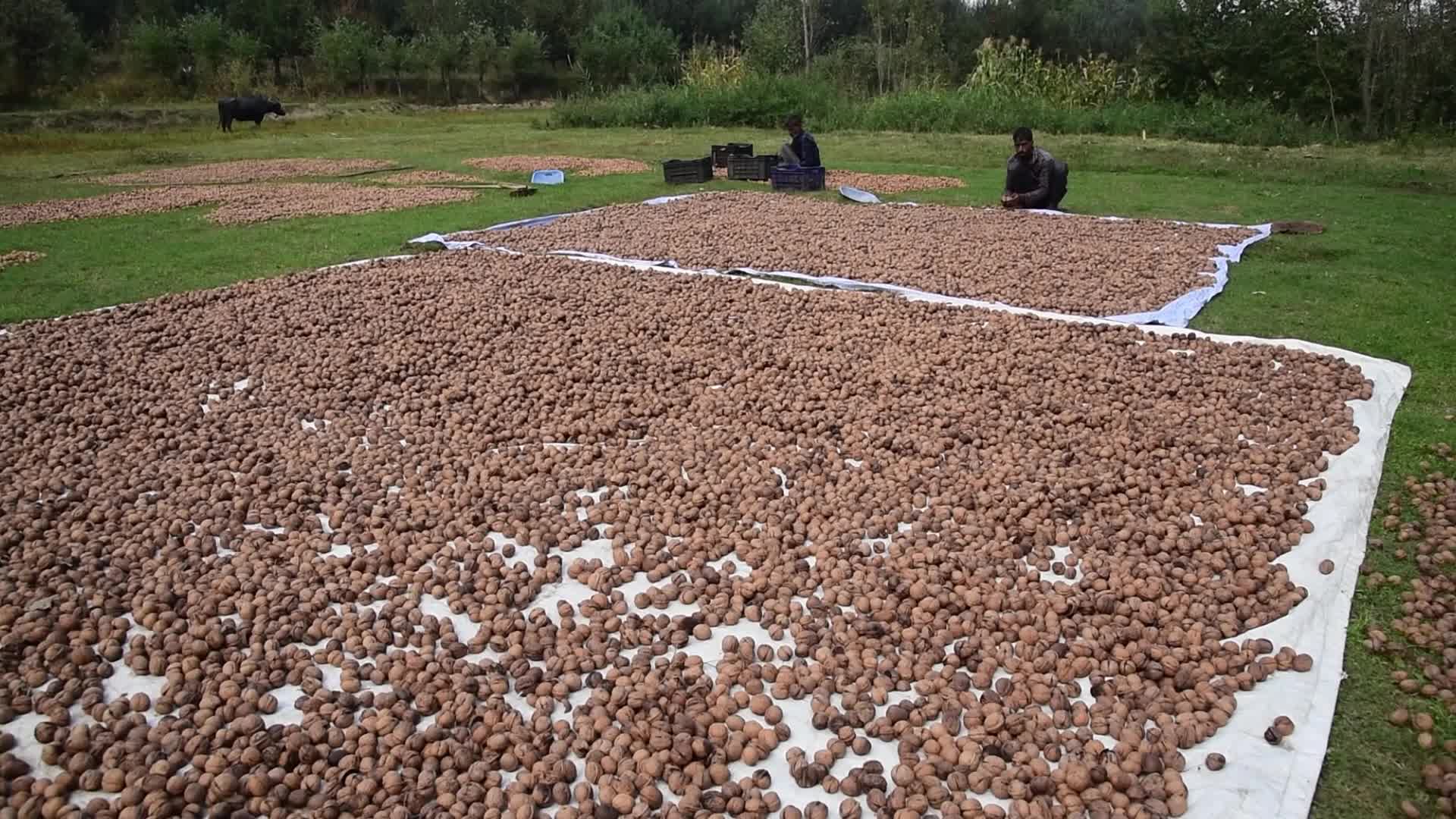 Walnuts harvesting in Srinagar, India
