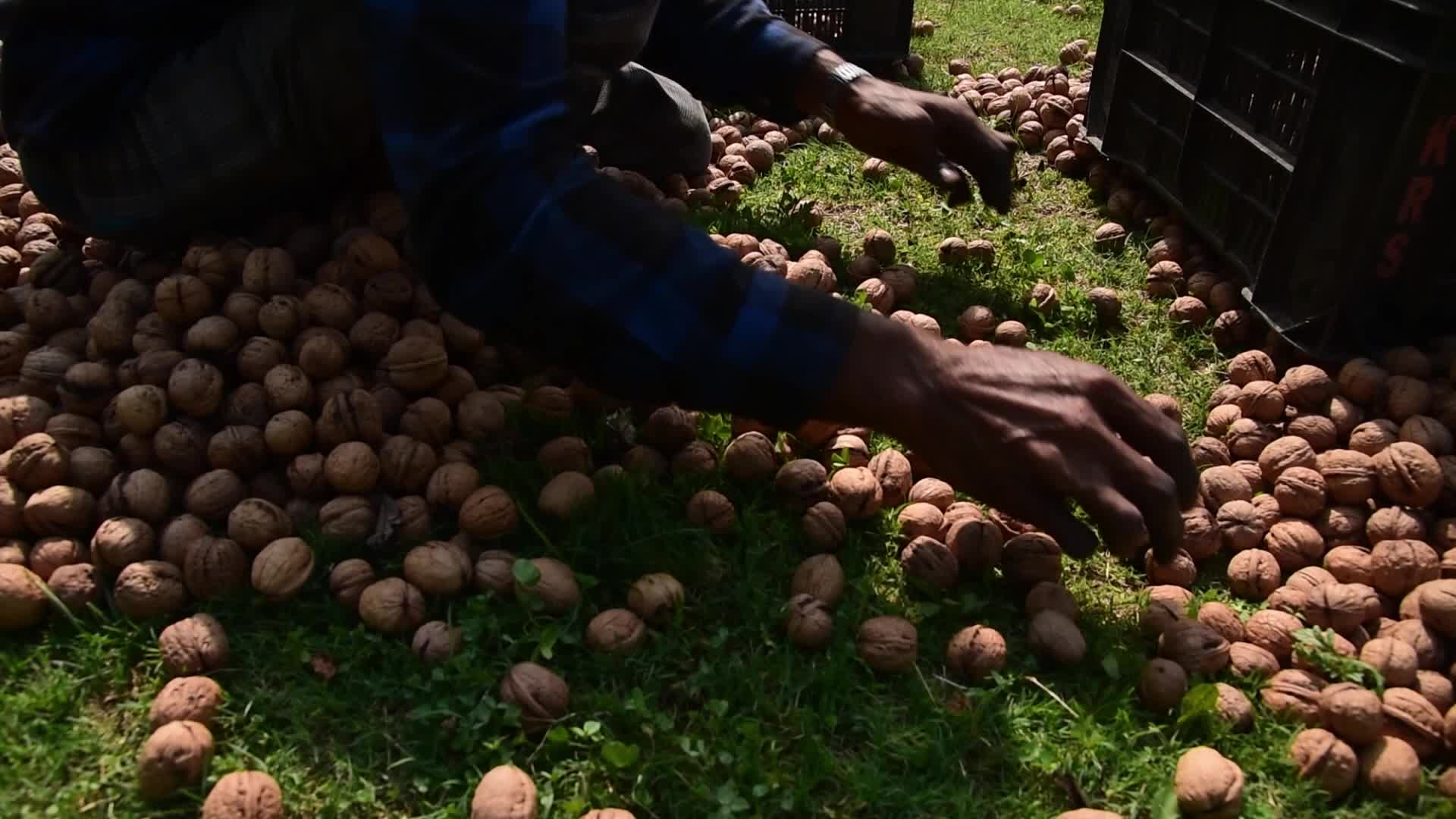 Walnuts harvesting in Srinagar, India