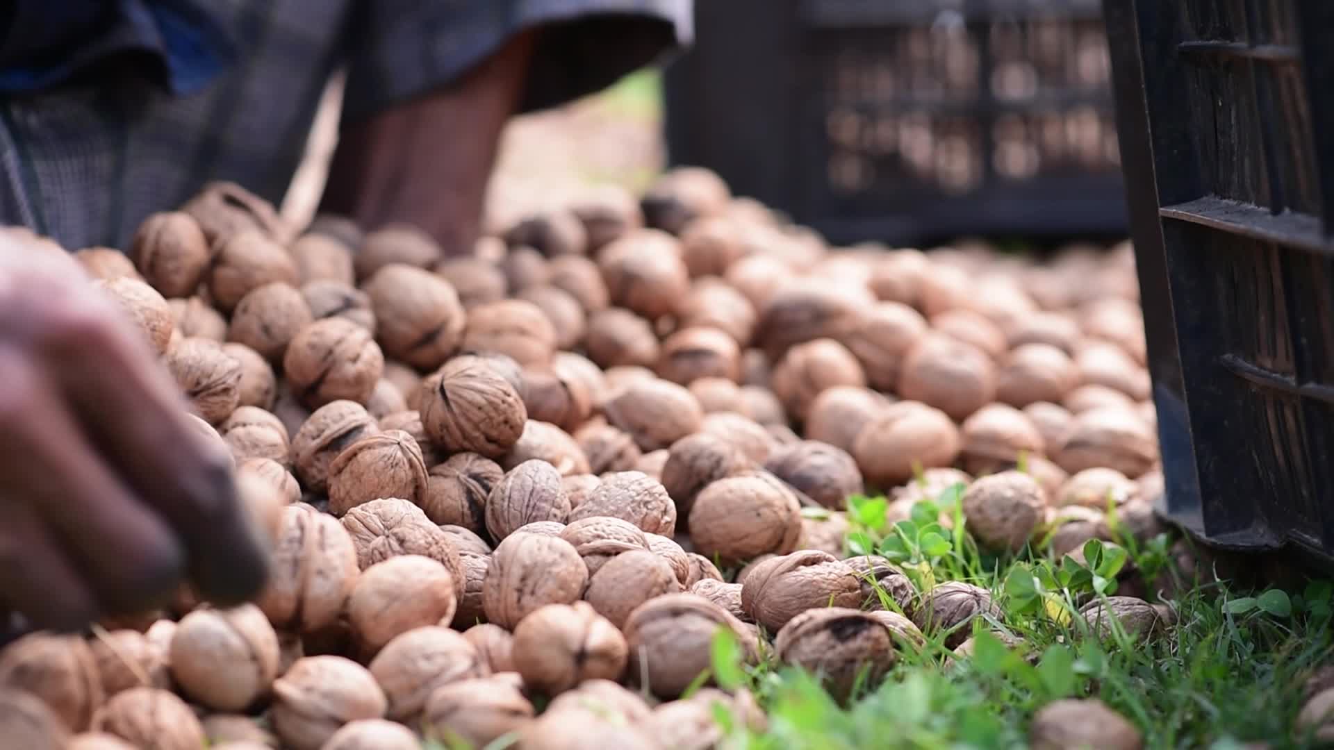 Walnuts harvesting in Srinagar, India