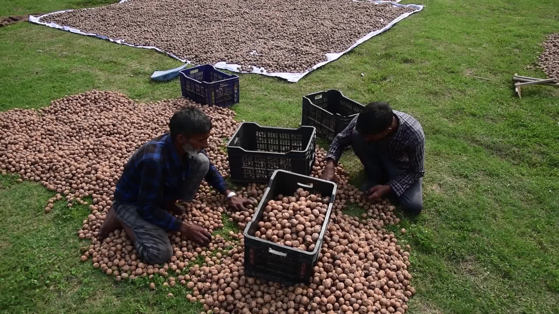 Walnuts harvesting in Srinagar, India